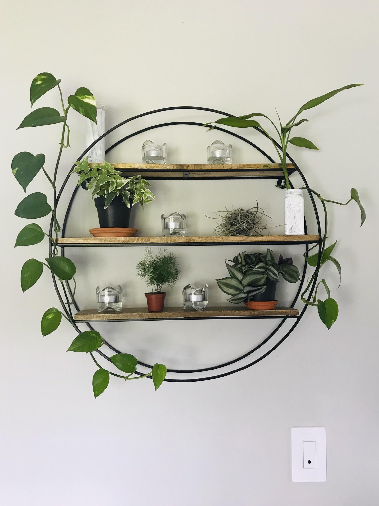 Happy about my newest shelving purchase. More room for plants! r