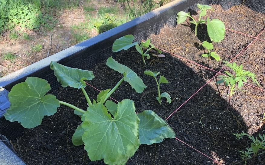 Zucchini leaves turning pale green? r/gardening