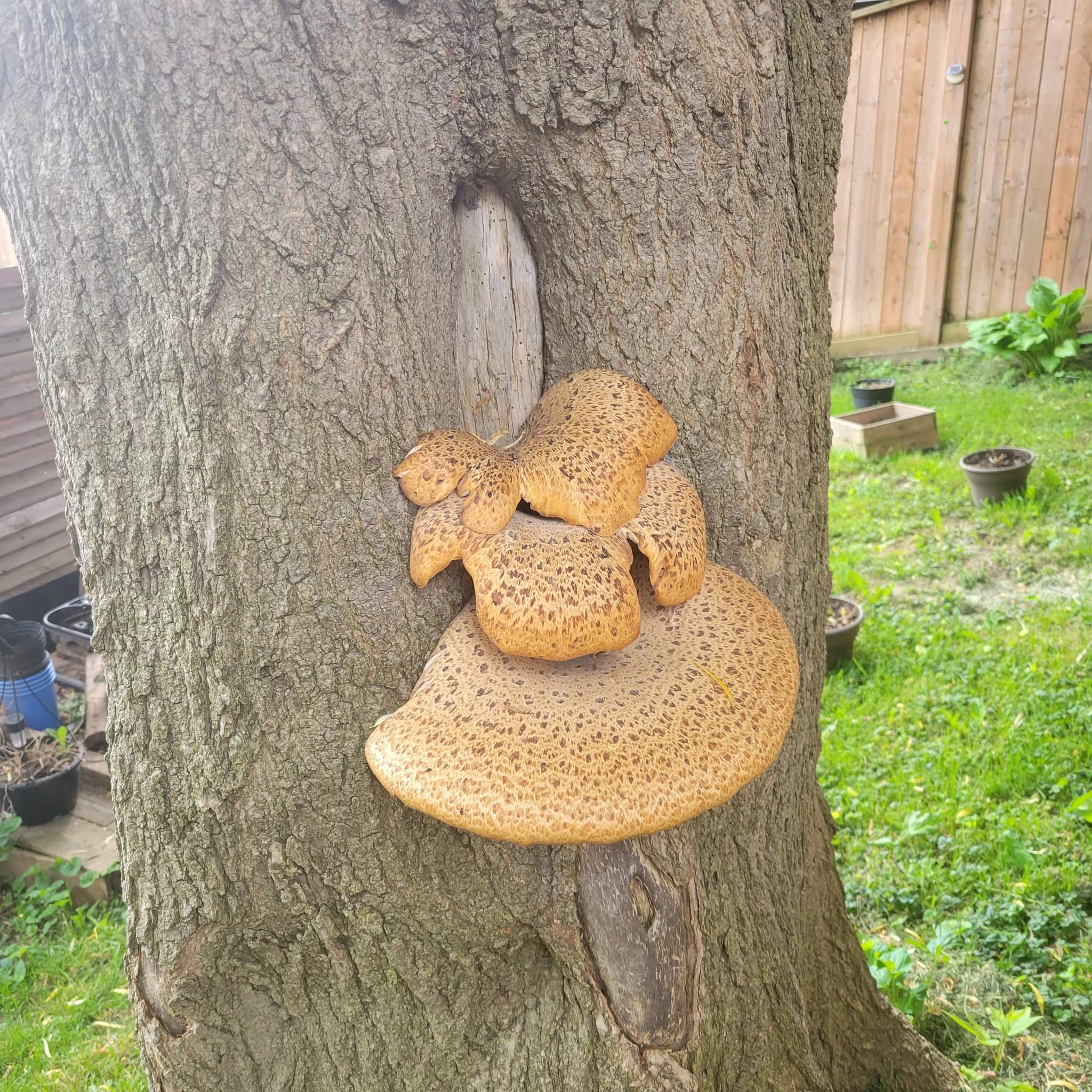 on my tree. kitchener, ON, CA r/mushroomID