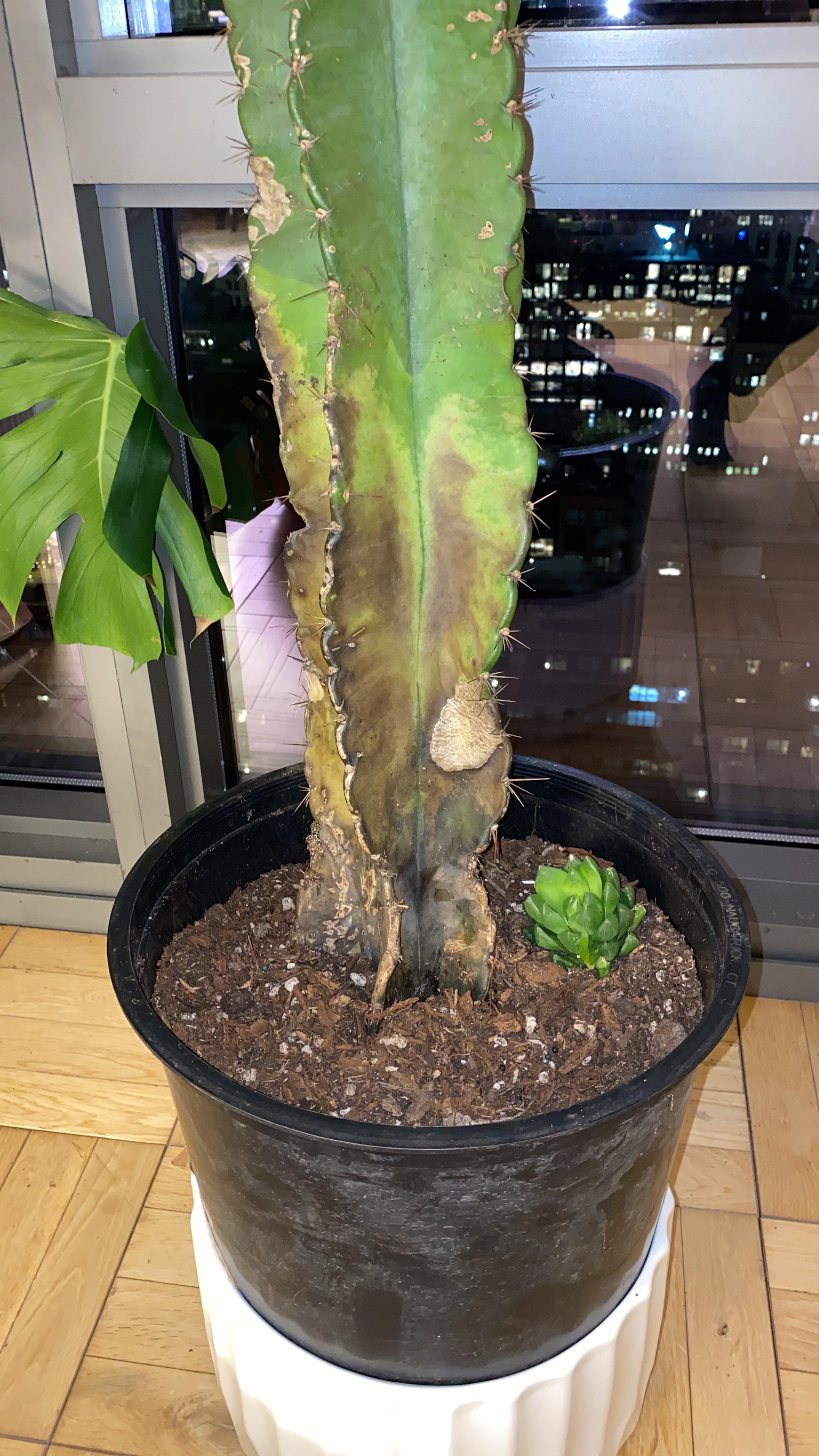 Cactus Rot HELP!! Haven’t overwatered but it’s still dying, any