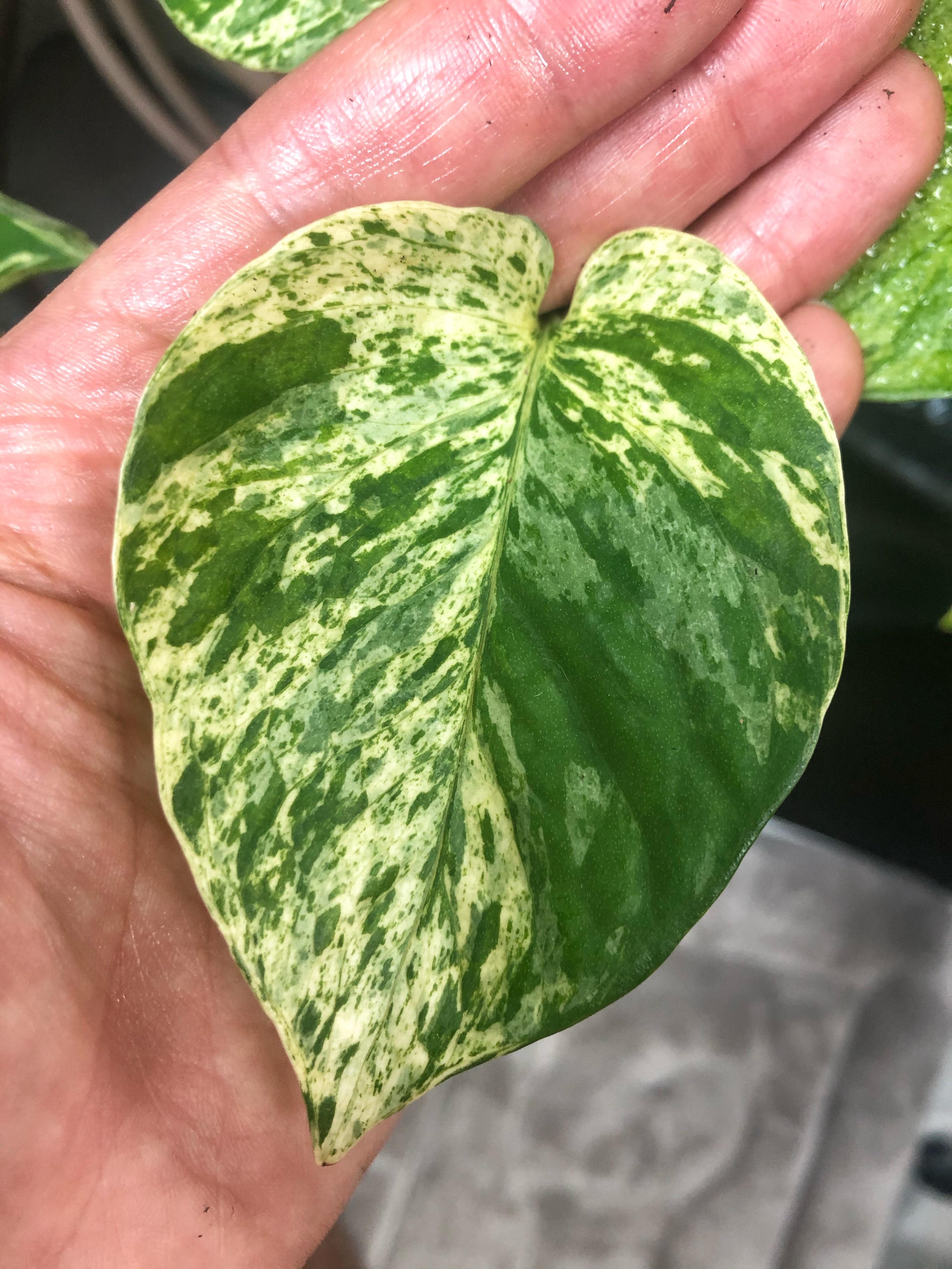Such a pretty leaf! Can you name the plant? r/houseplants