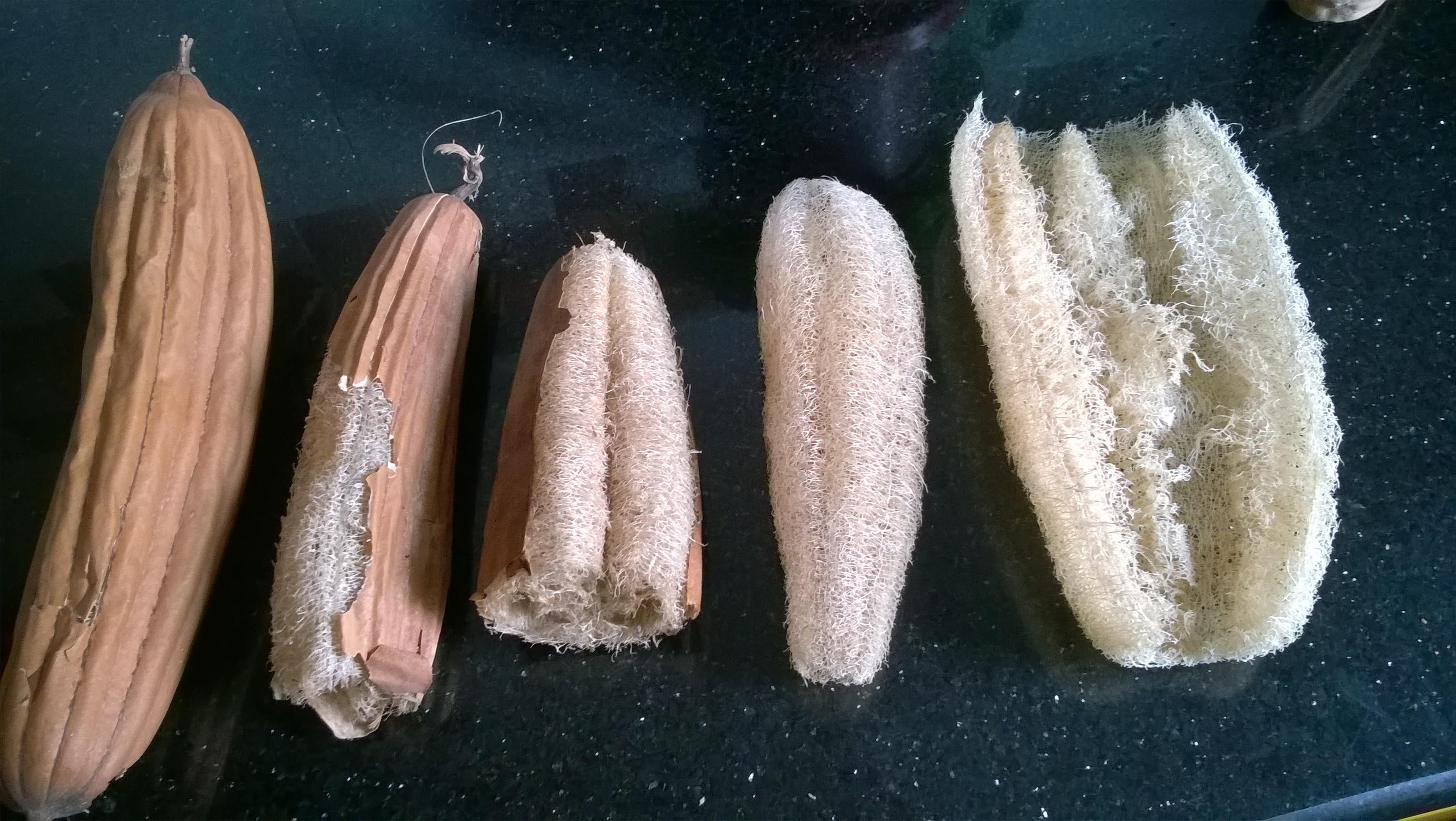 Luffa is a vegetable in the gourd family. This natural sponge is