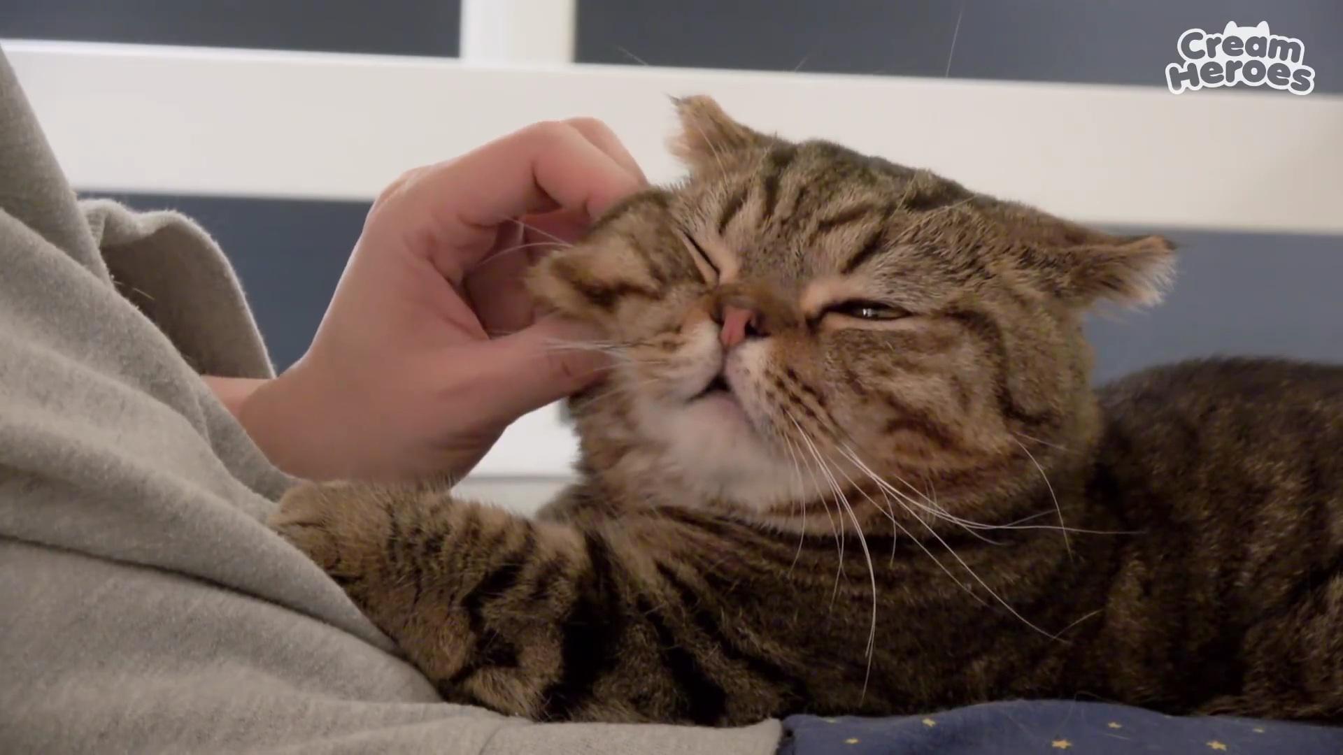 Lulu, the cute troublemaker everyone loves r/CreamHeroes