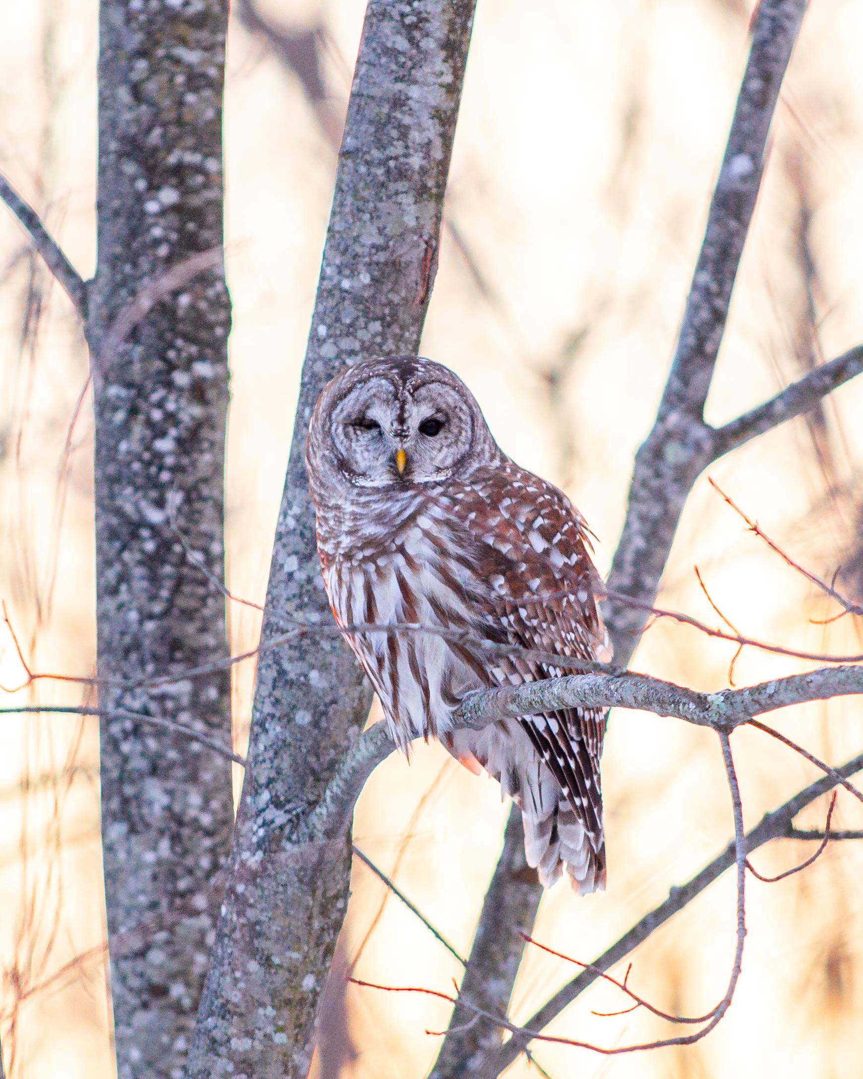 Barred Owl at Sunset (Westford, VT) this guy swooped right in front of