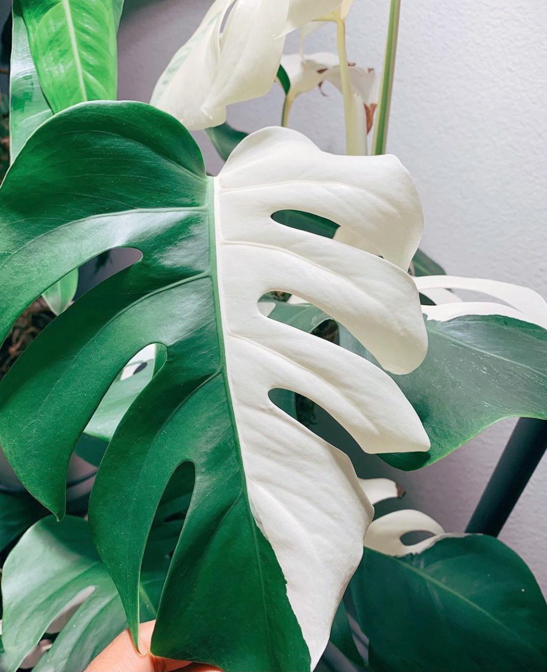 🔥 variegated monstera deliciosa r/NatureIsFuckingLit