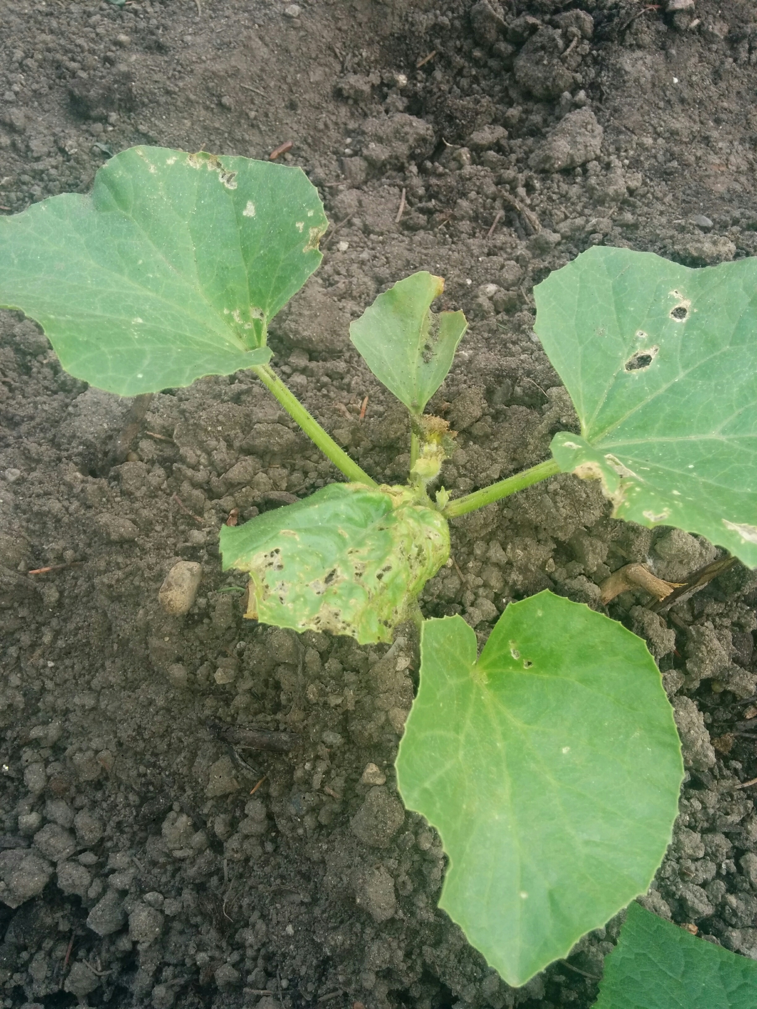 Holes in leaves. What may be causing this and how to cure? r/plantclinic