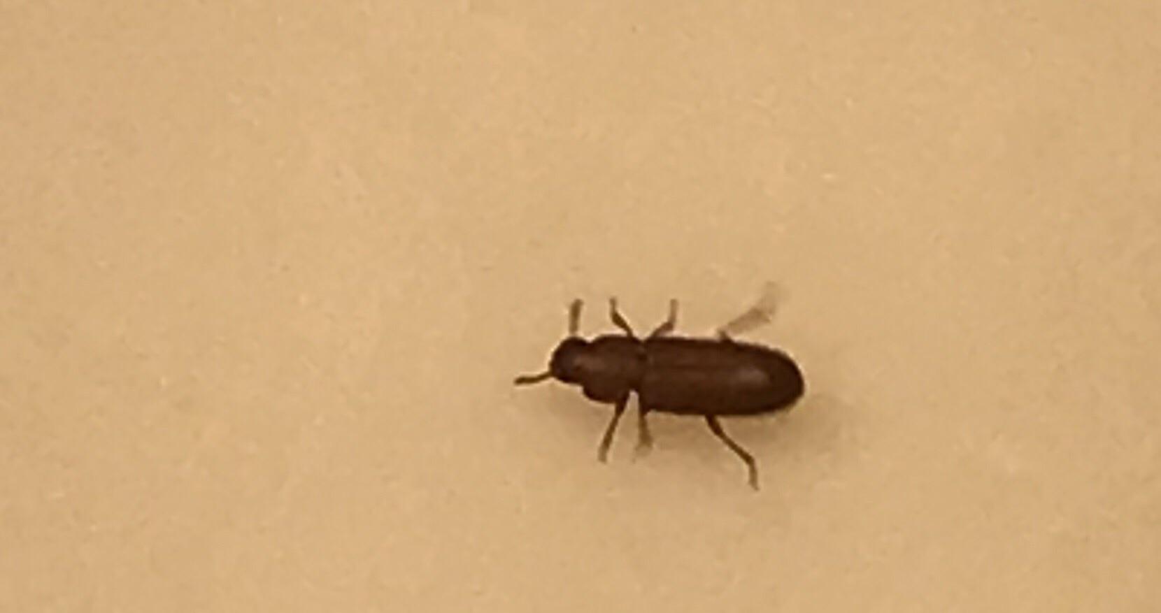 Small black bug about the size of a pencil lead. Found inside near bathroom sink in Missouri