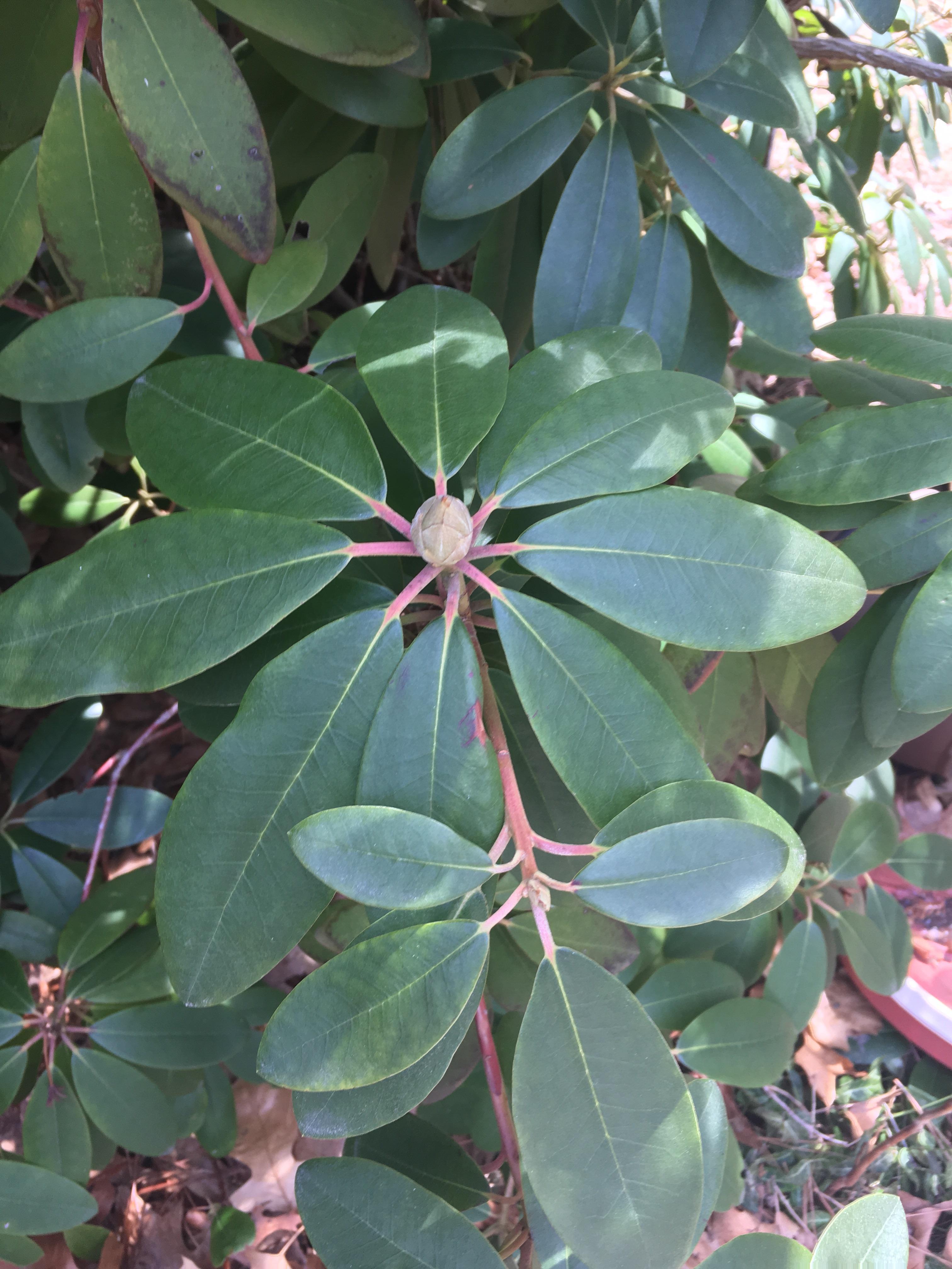 Is this Magnolia? (Zone 6b). r/gardening