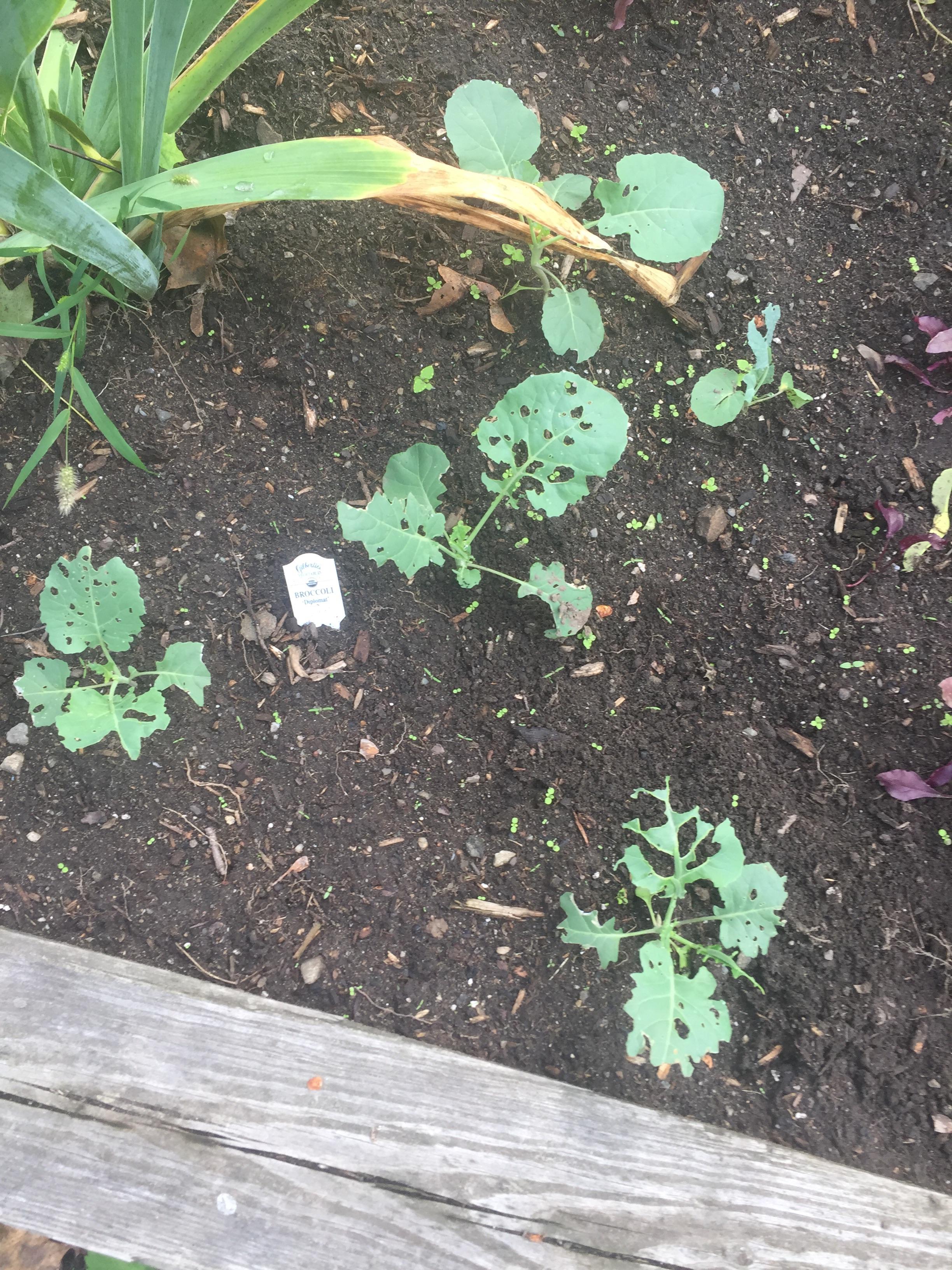 Could anyone tell me what is eating my broccoli? It’s not touching any