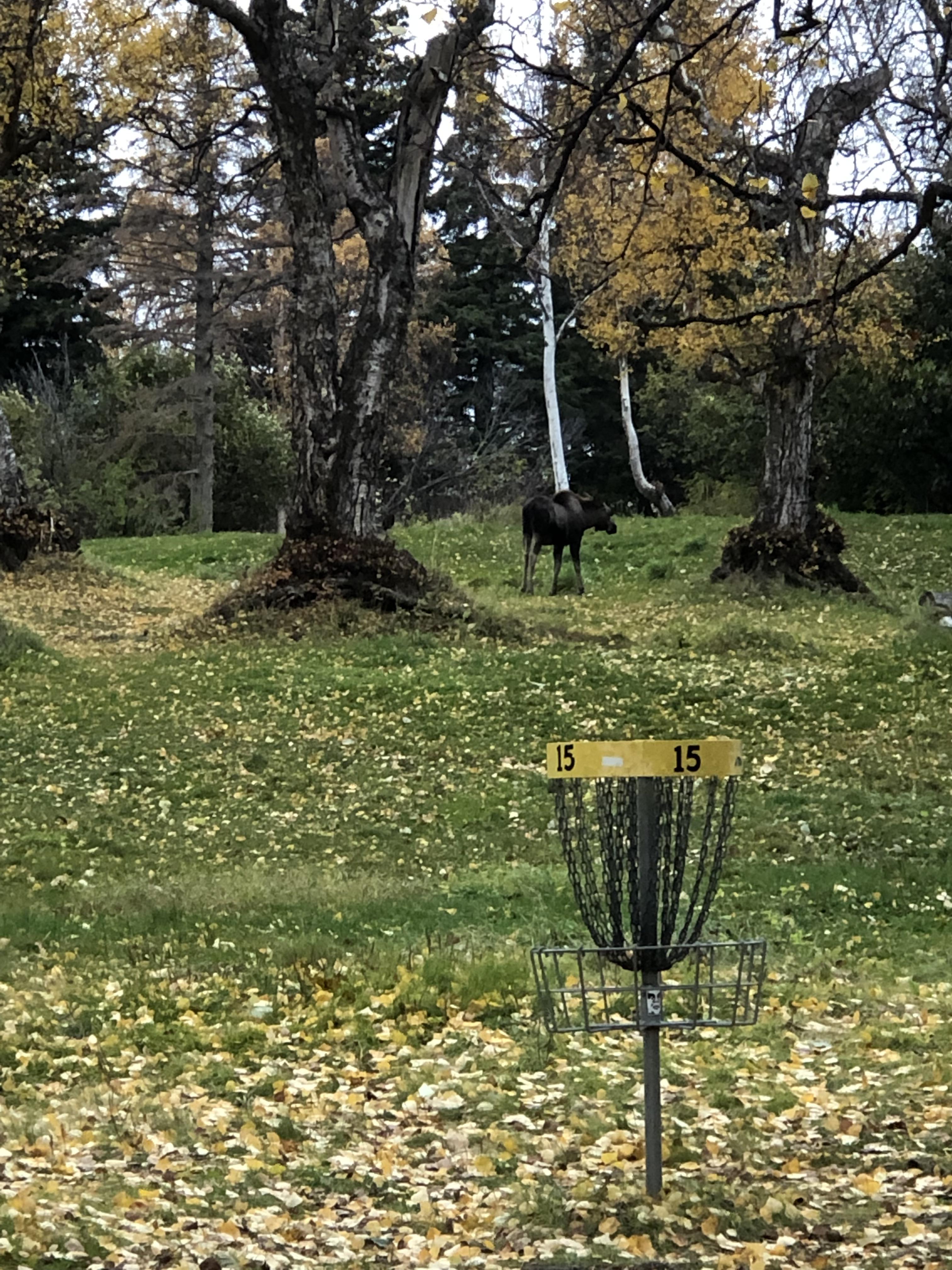 Kincaid Park in Anchorage Alaska has to be the best course I’ve ever