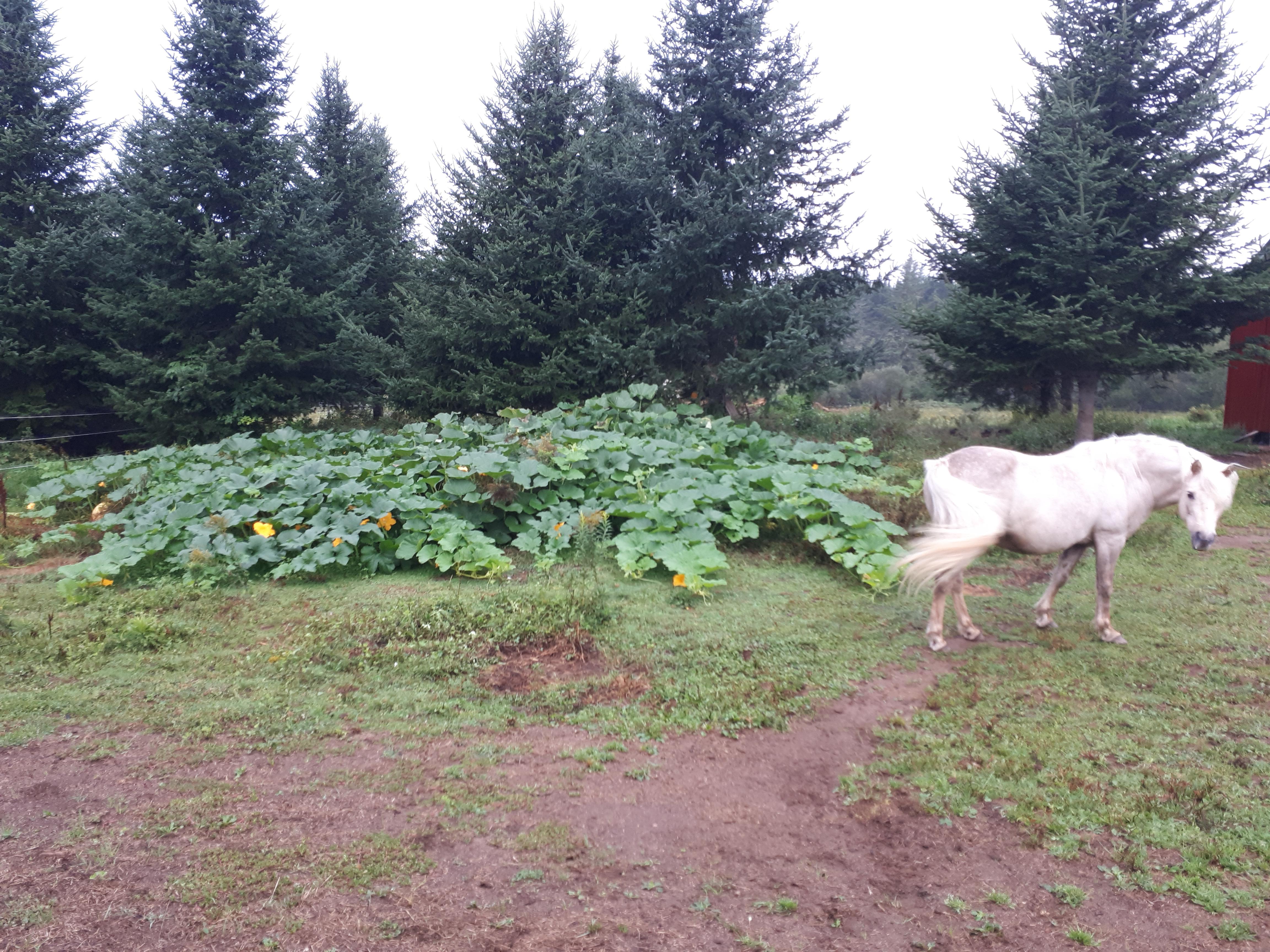 In June I planted 2 pumpkin seeds and 2 squash seeds directly into our