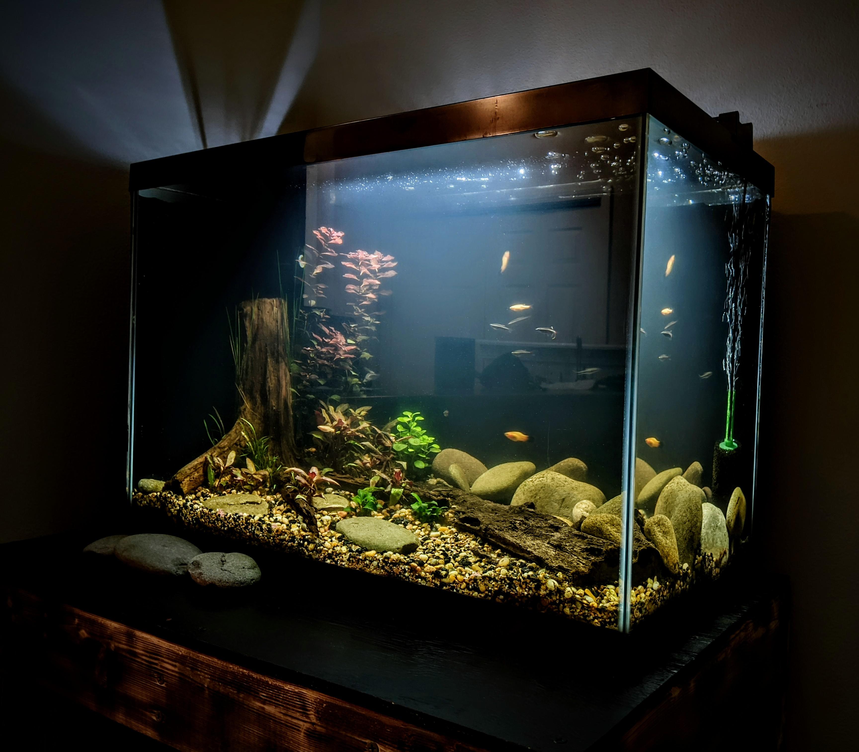 First tank 20 gallon set up next to my desk. r/Aquariums
