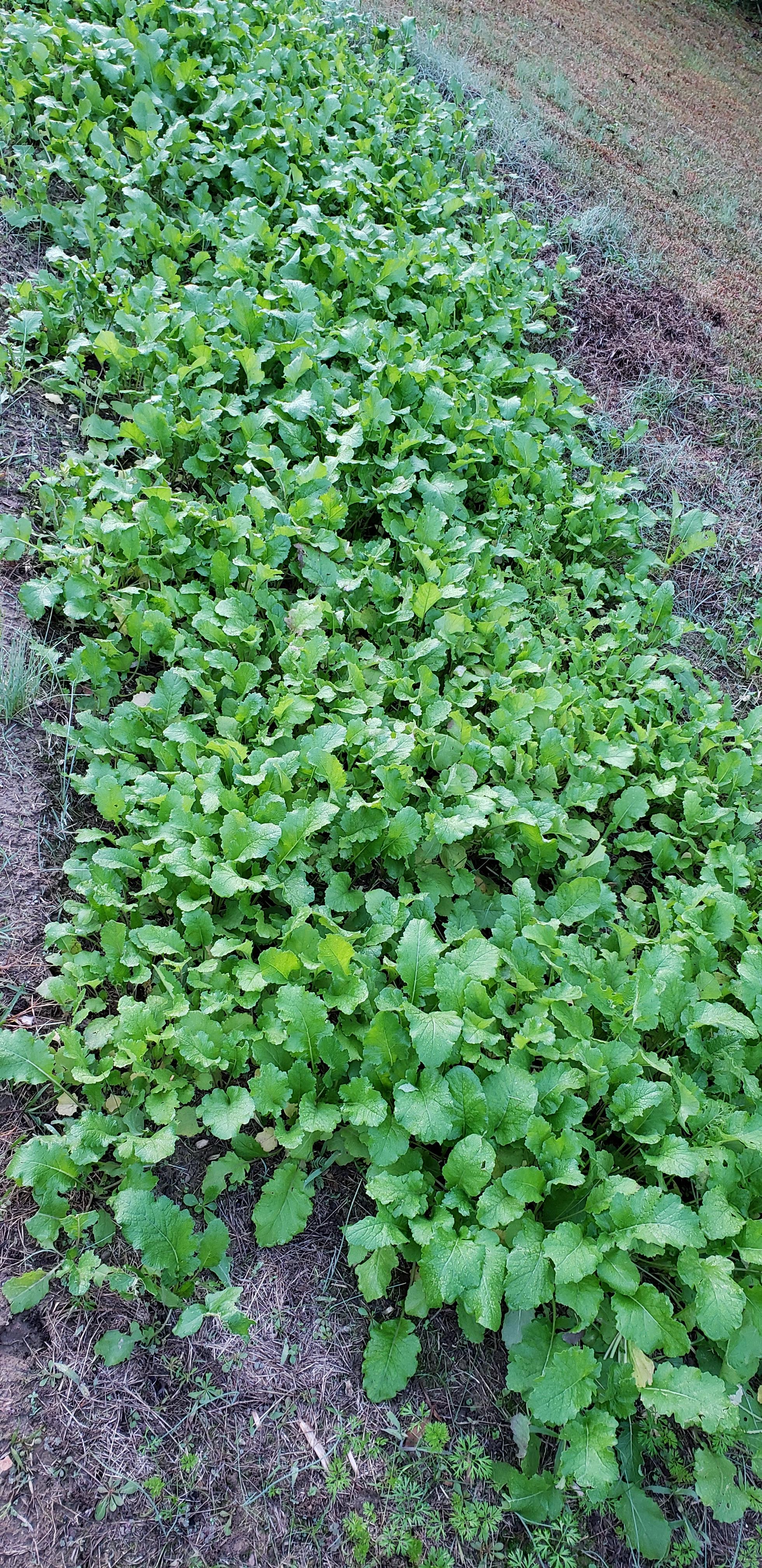 Purple top turnip greens. I'm growing them more for the turnip than the