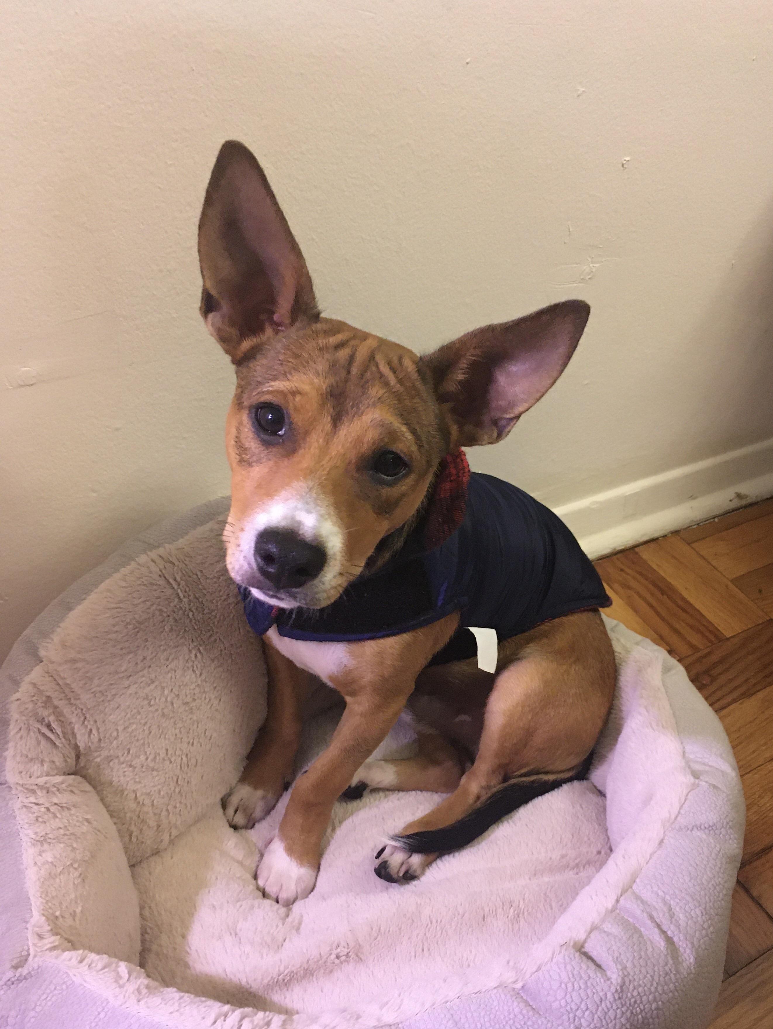 We think he's a basenji chihuahua mix! r/Basenji