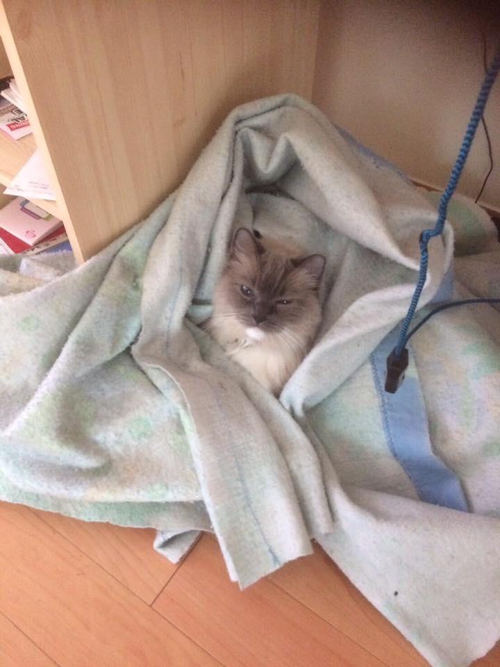 Blanket thief always pulls my blanket under the desk while i’m trying