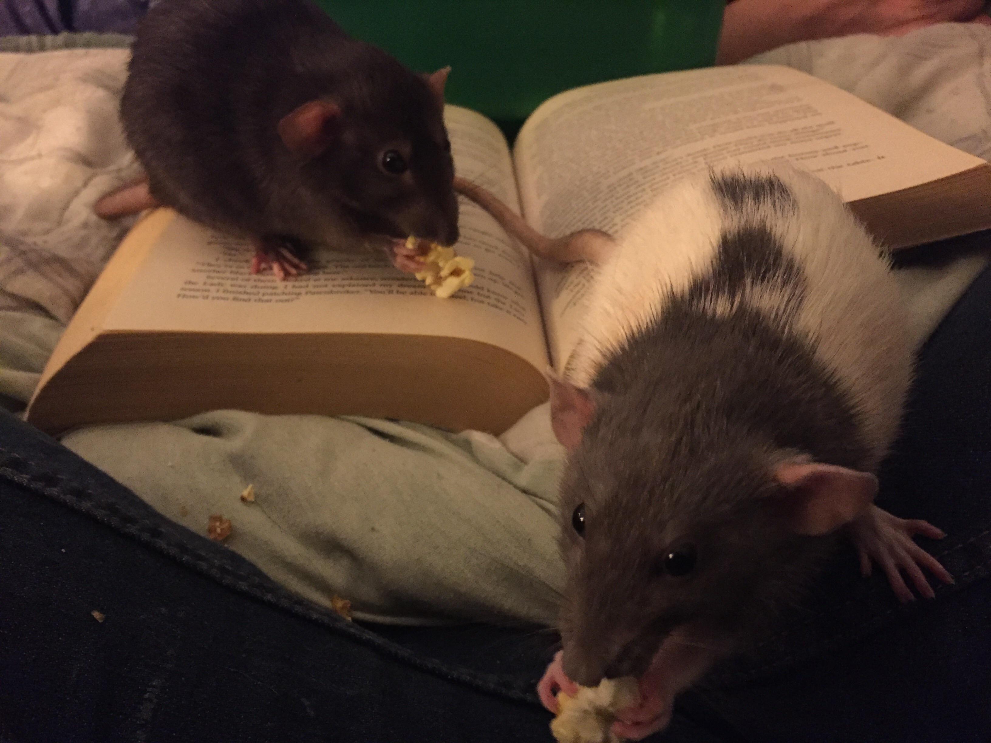Popcorn babies r/RATS