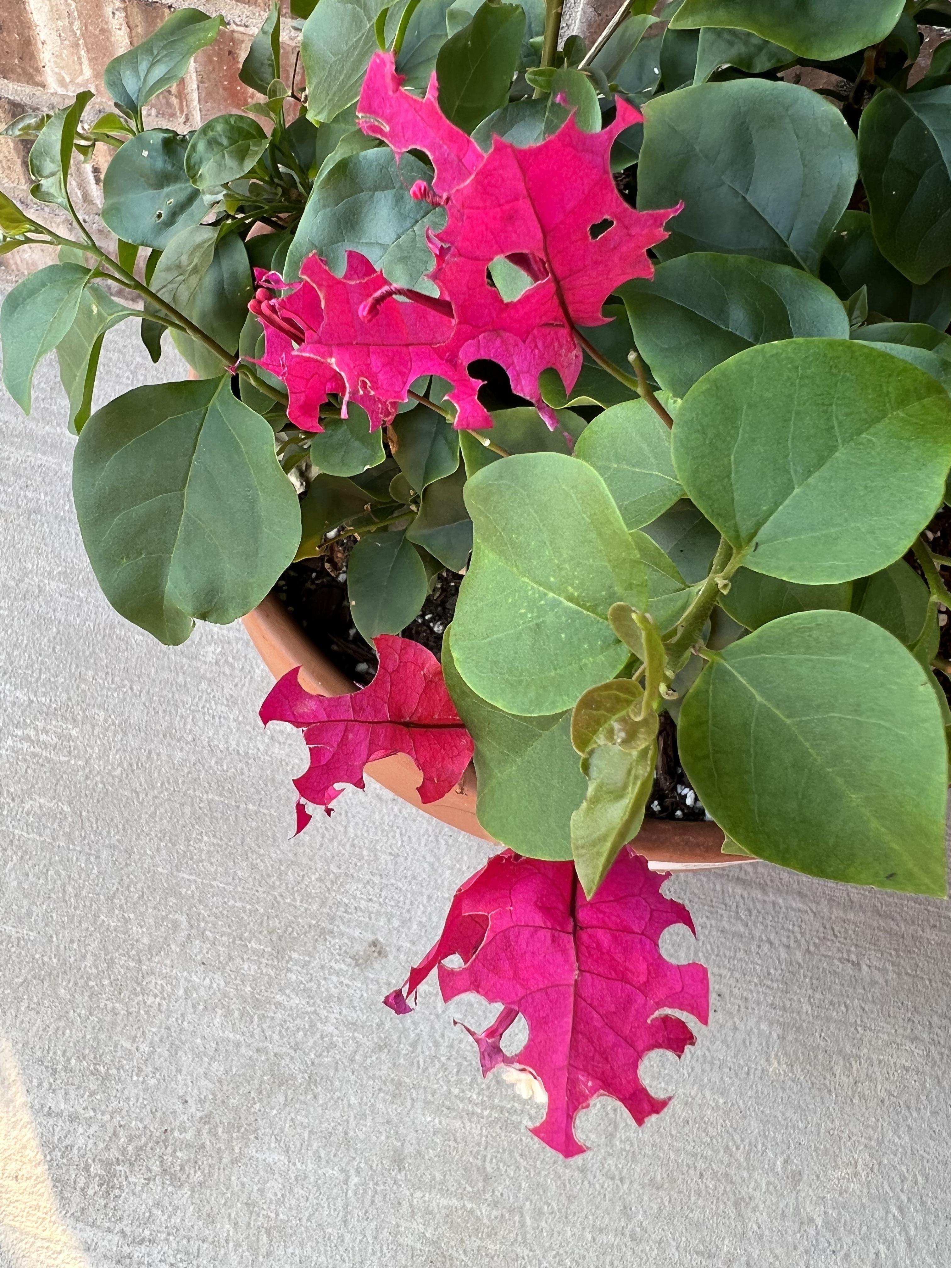 Something with a mouth the size of a hole punch is eating my