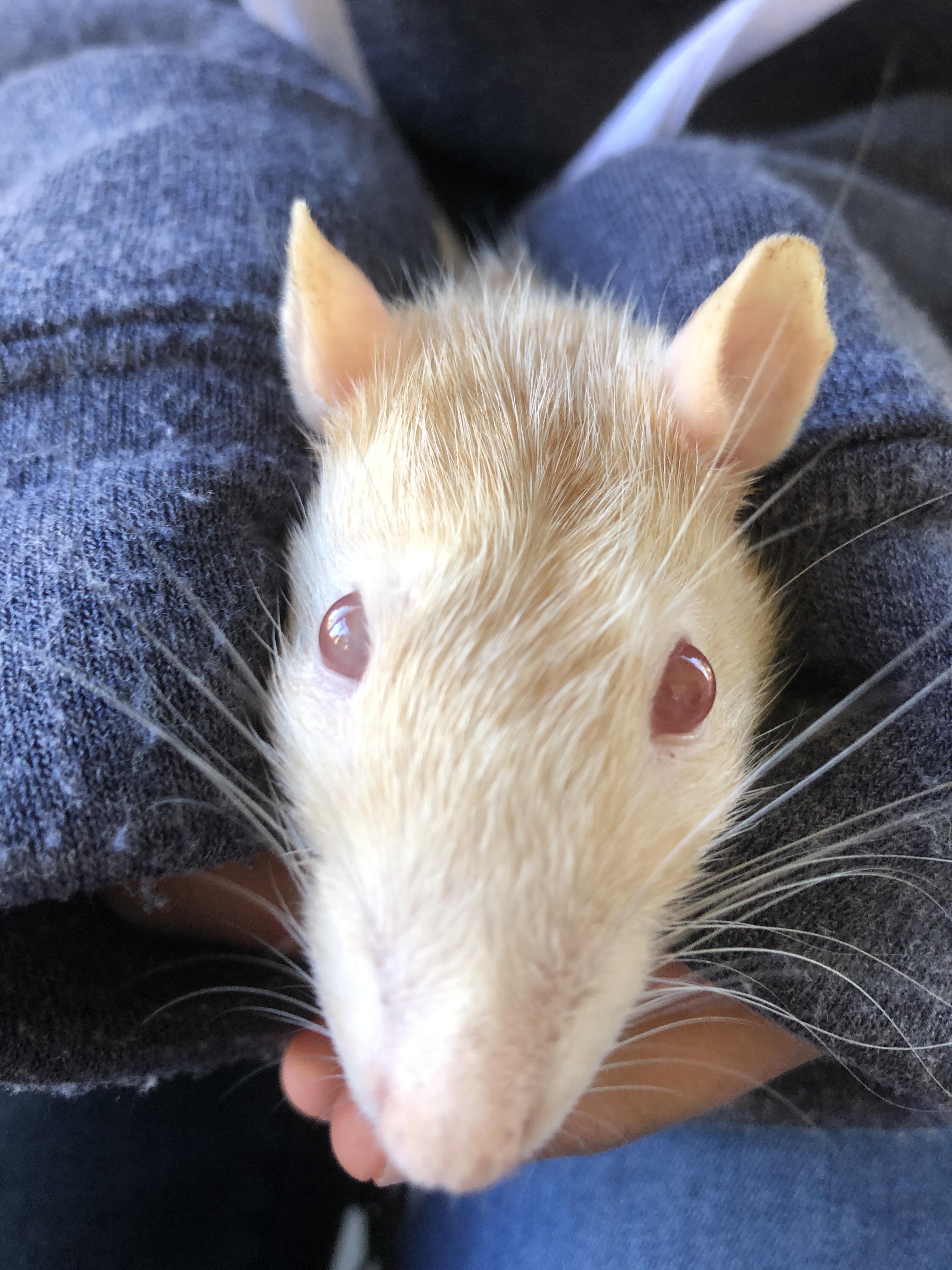 One of rats eyes are turning white while other eye is the usual bright