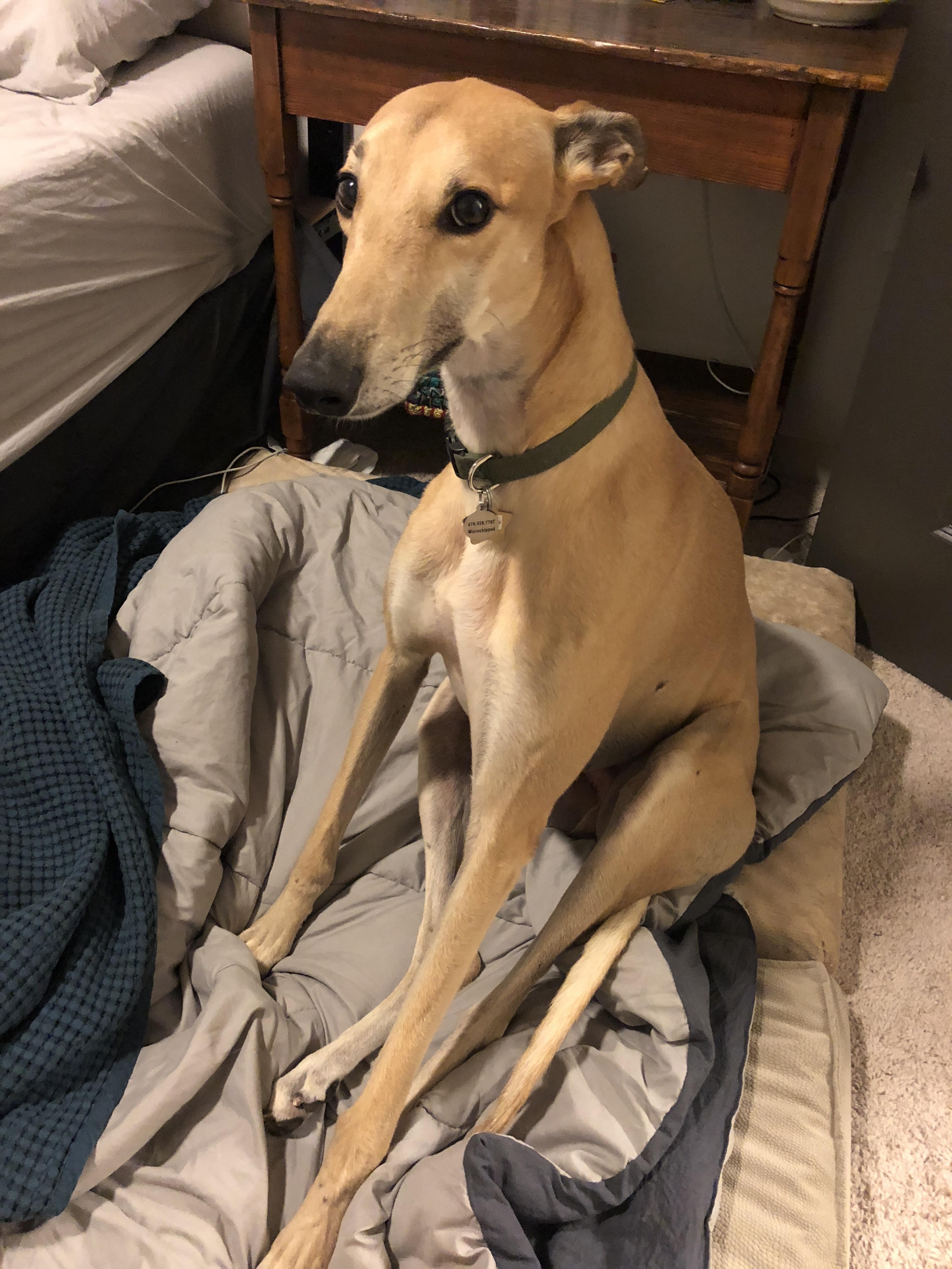 Am I doing this “sit” thing right? r/Greyhounds