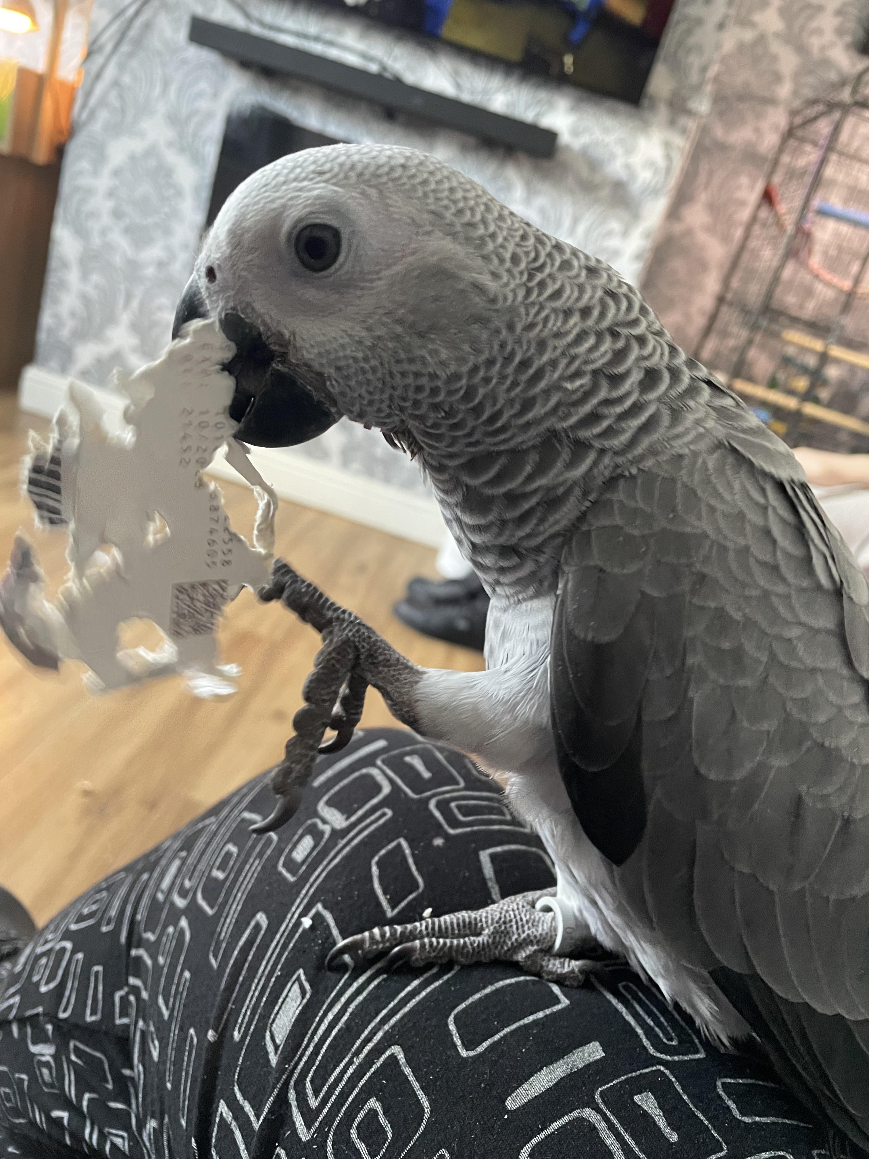 Alex the African grey baby r/parrots