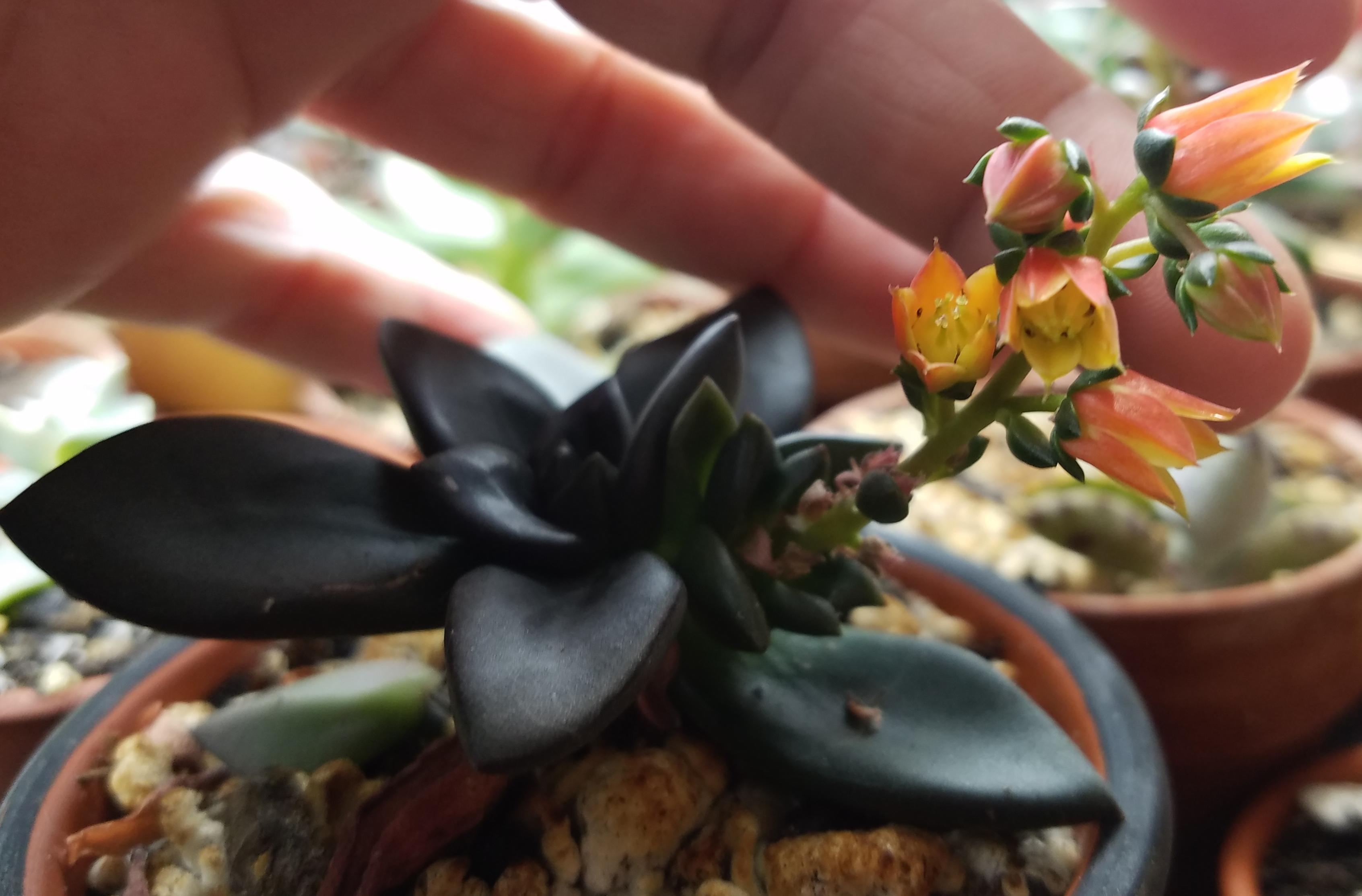 My echeveria black licorice bloomed & has such pretty dainty little flowers! r/succulents