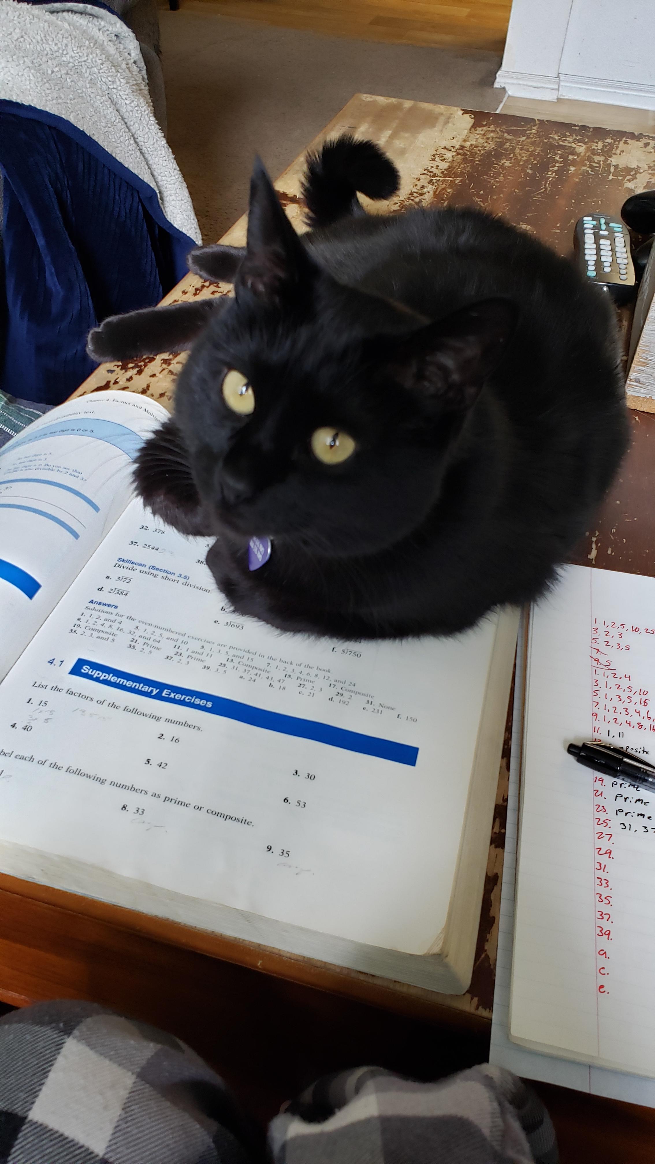 Why does my cat like my math book so much? (Literally EVERY time, with