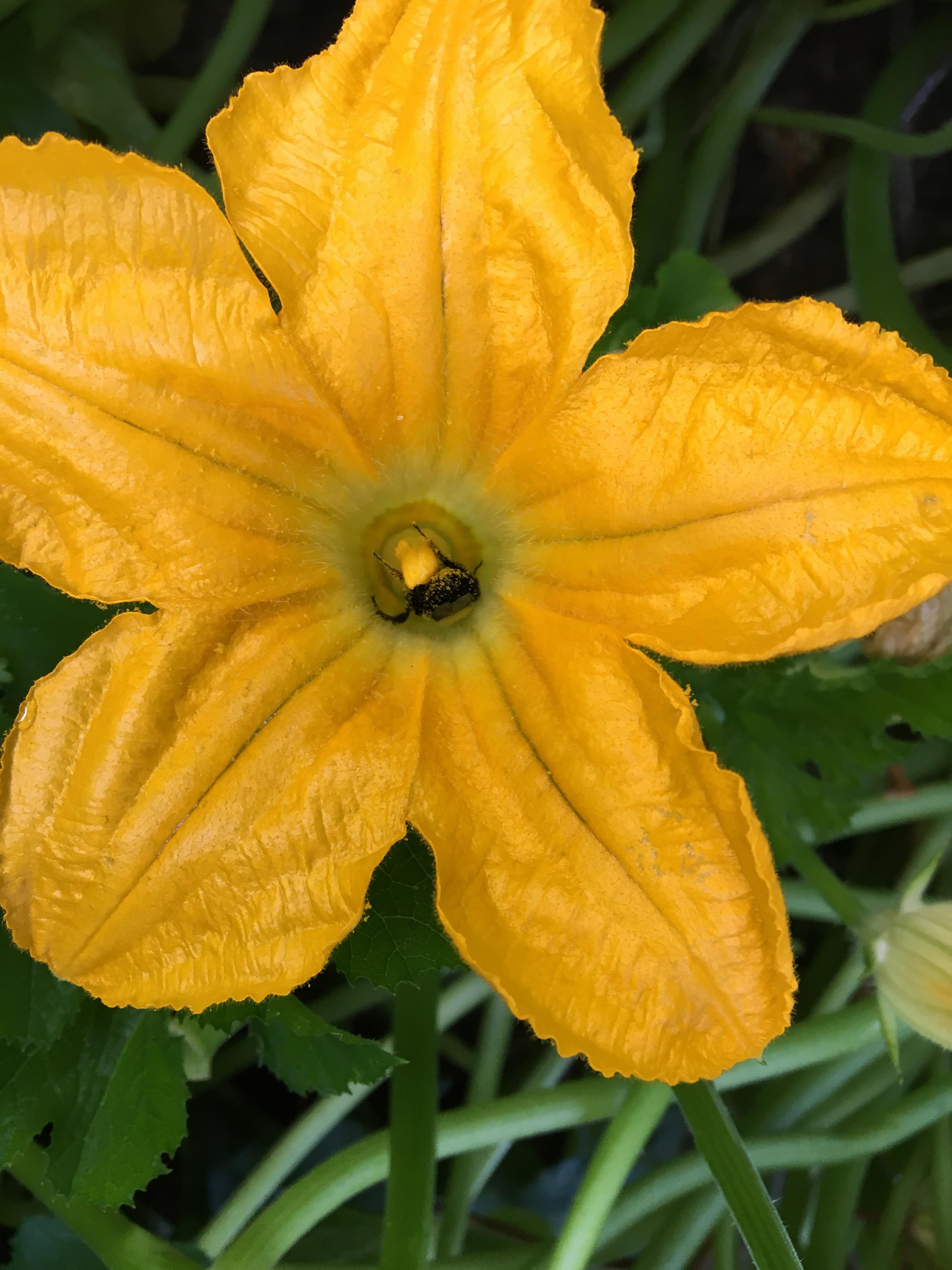 Squash plants loving their visitors r/gardening