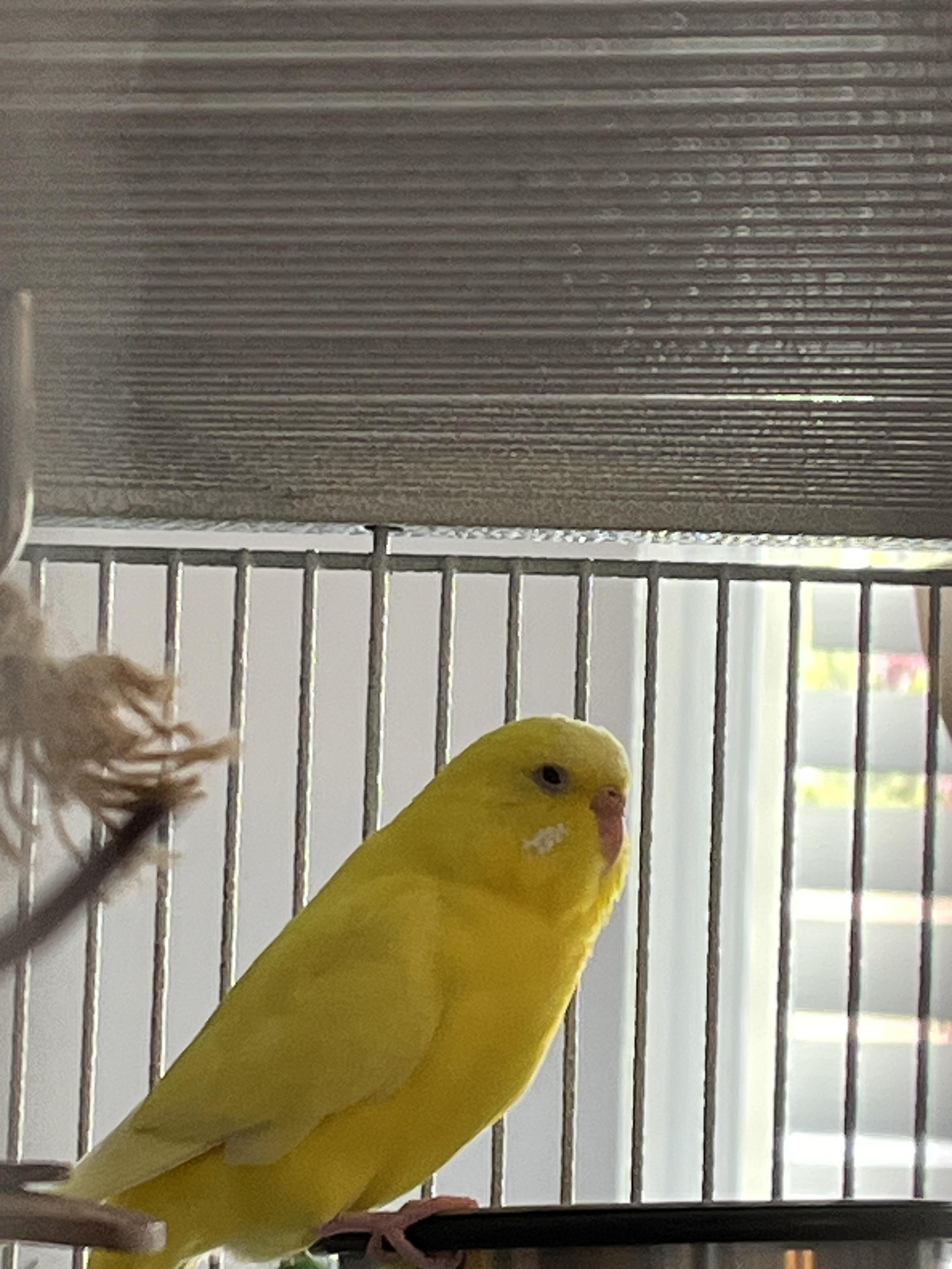Is my budgie pregnant? r/budgies