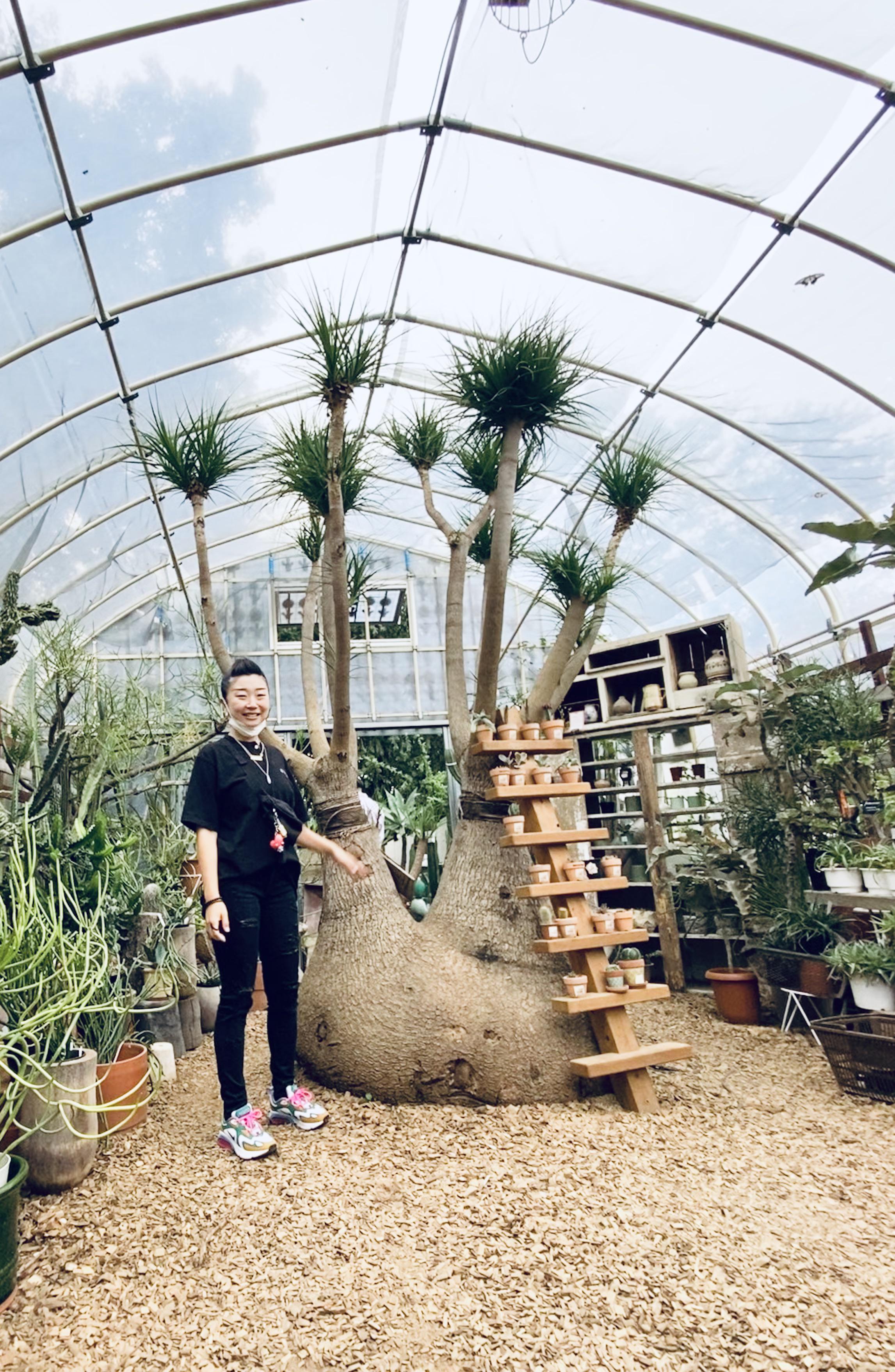 Met the quirkiest (and largest) Ponytail Palm today. I think it’s a PP