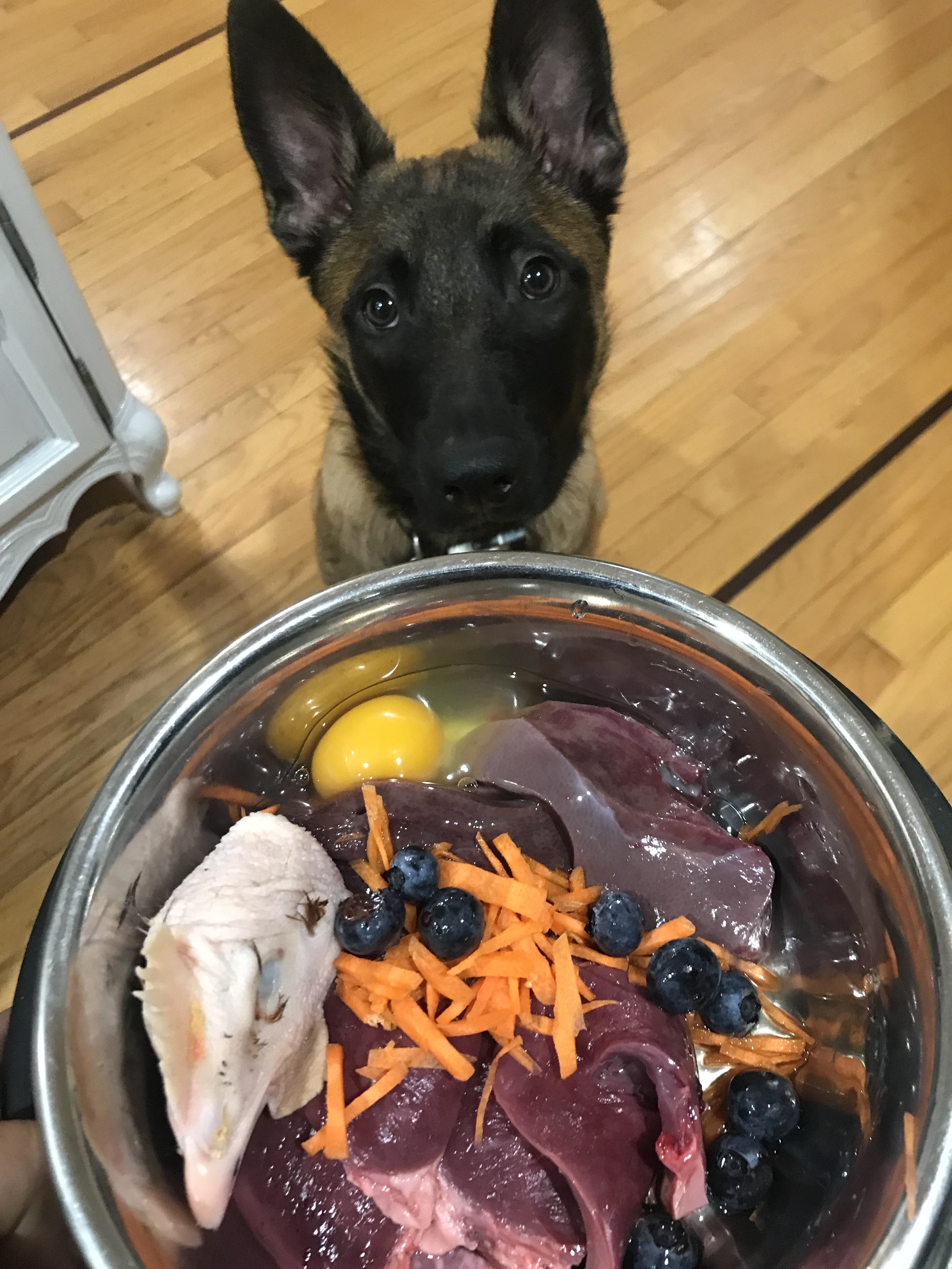 Blood In Stool And Vomit Dog Reddit
