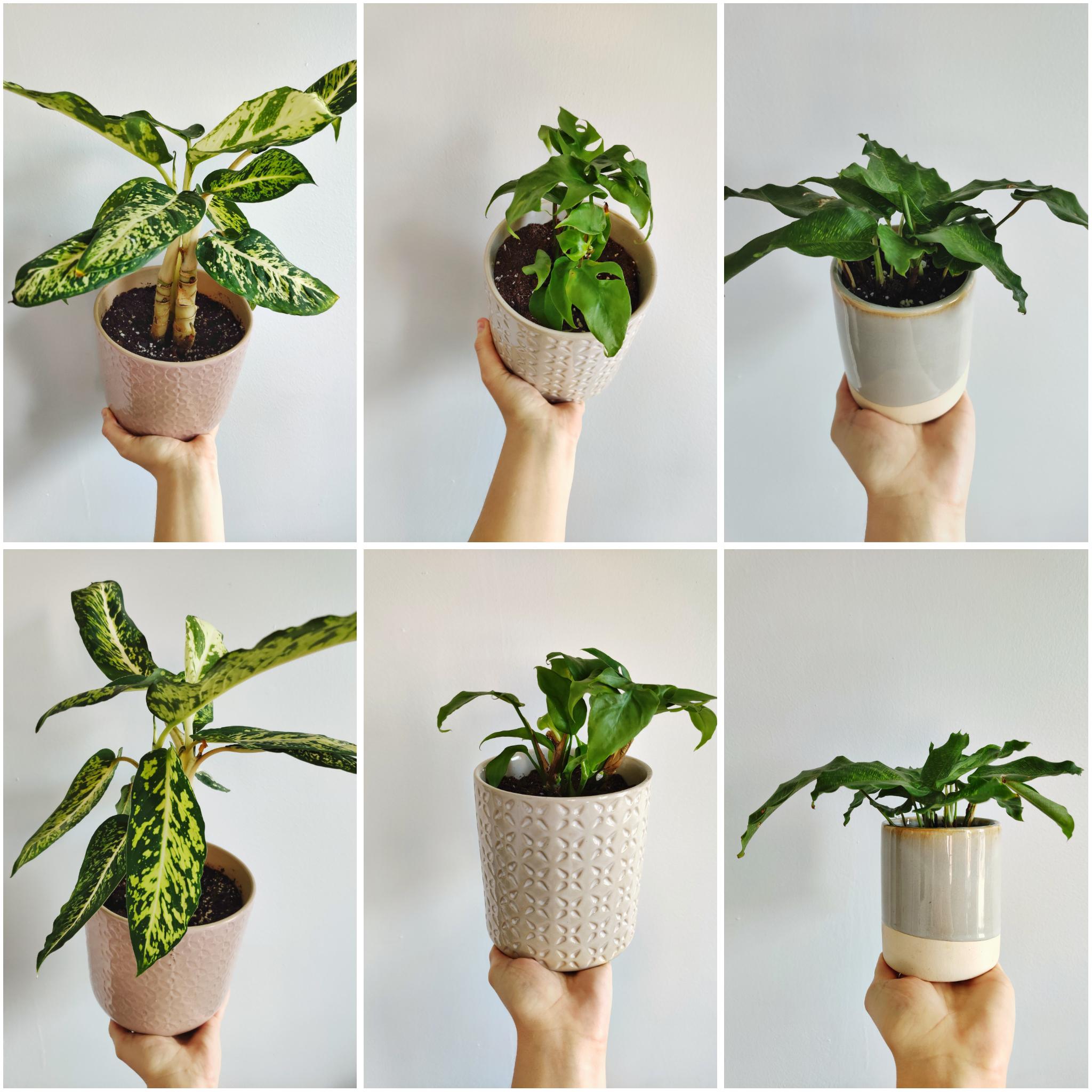 I have a few of my harder to find house plants for sale 🌱🌱🌱 Details in