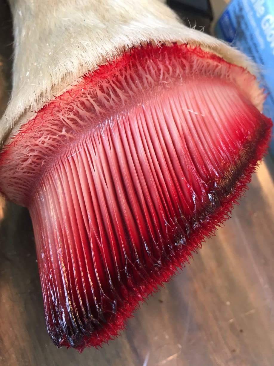 [NSFW] What a horses hoof looks like with out the hoof capsule. r