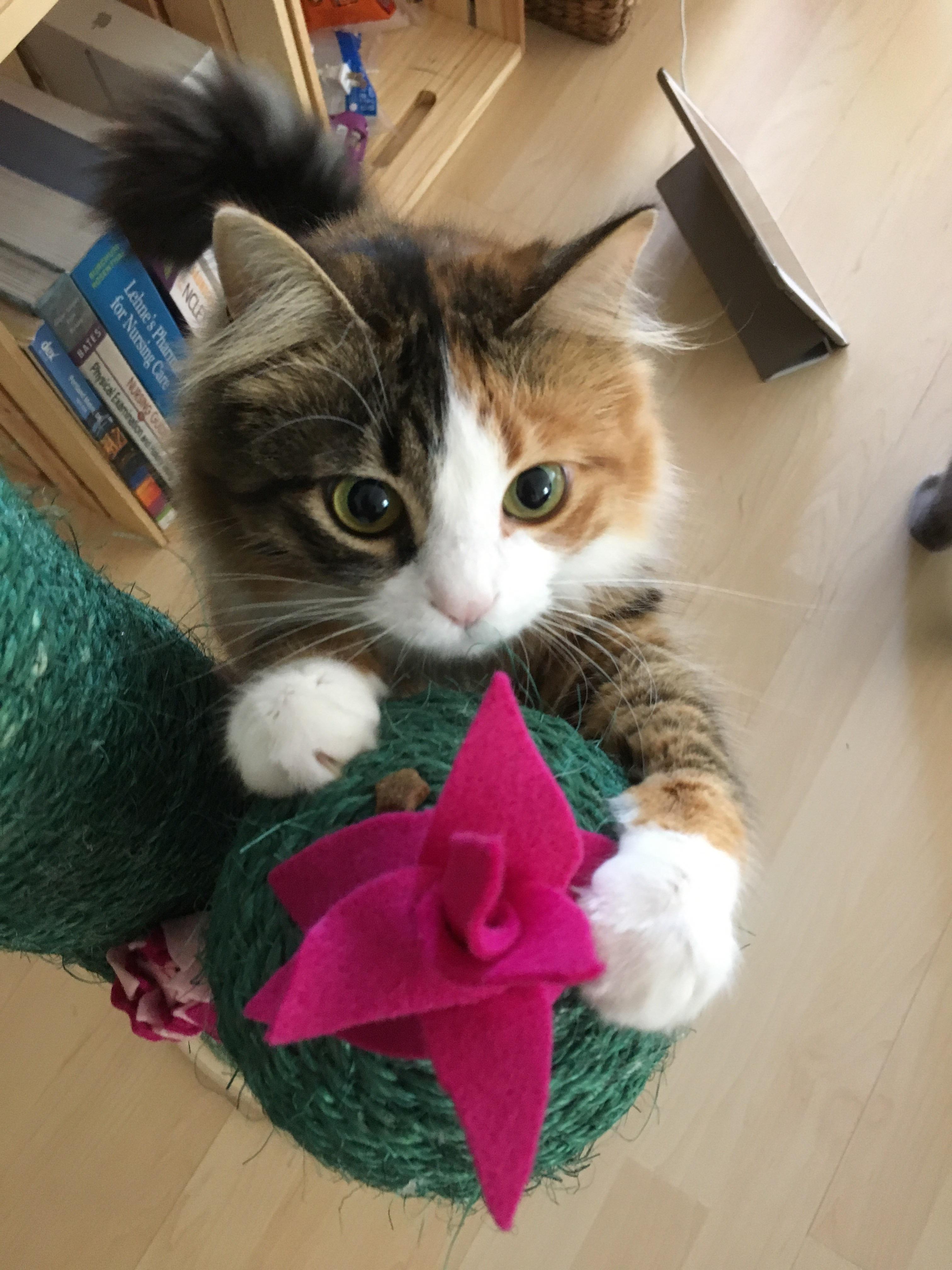 Follow up post My cats are using the ‘new houseplant’ I made them