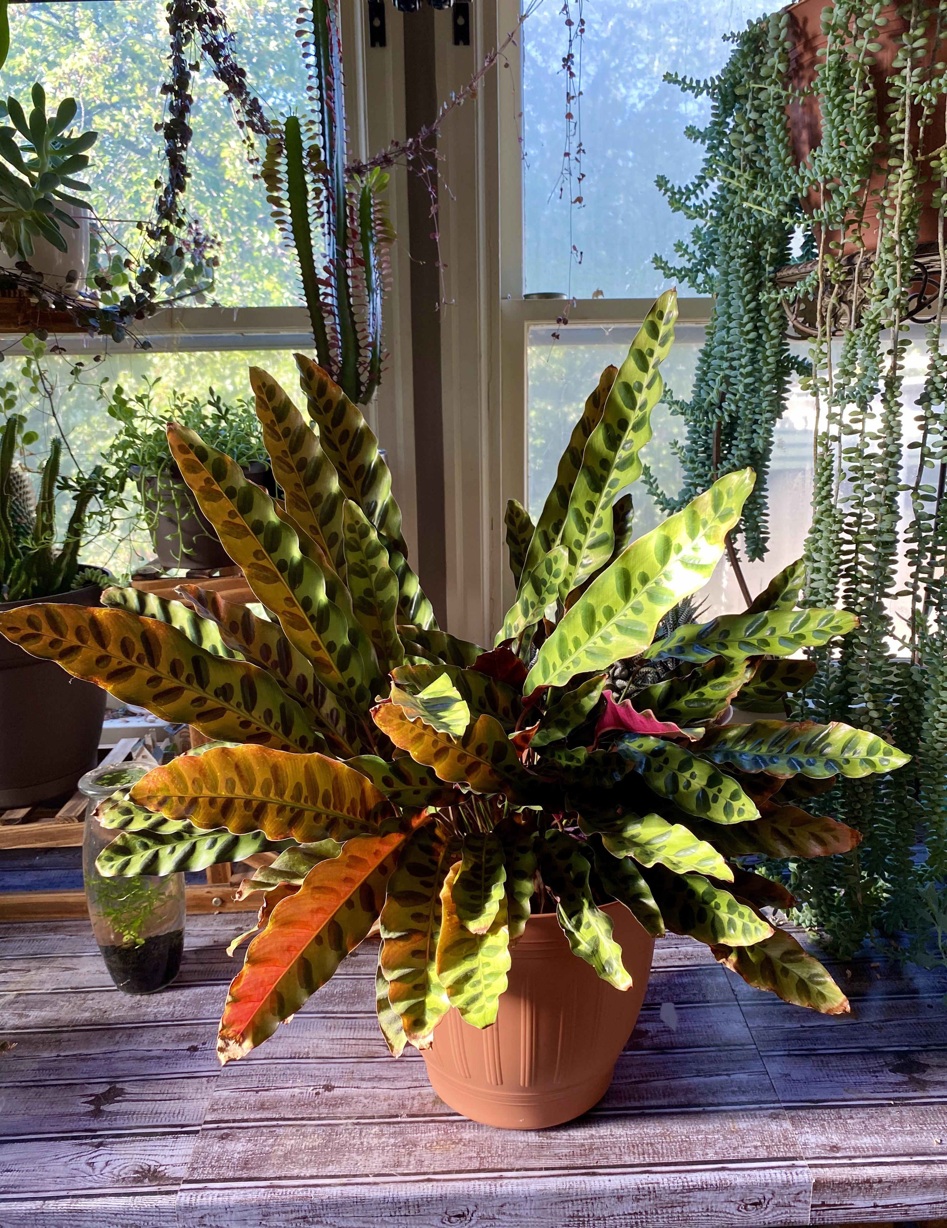 My Rattlesnake Calathea is getting so big! r/plants