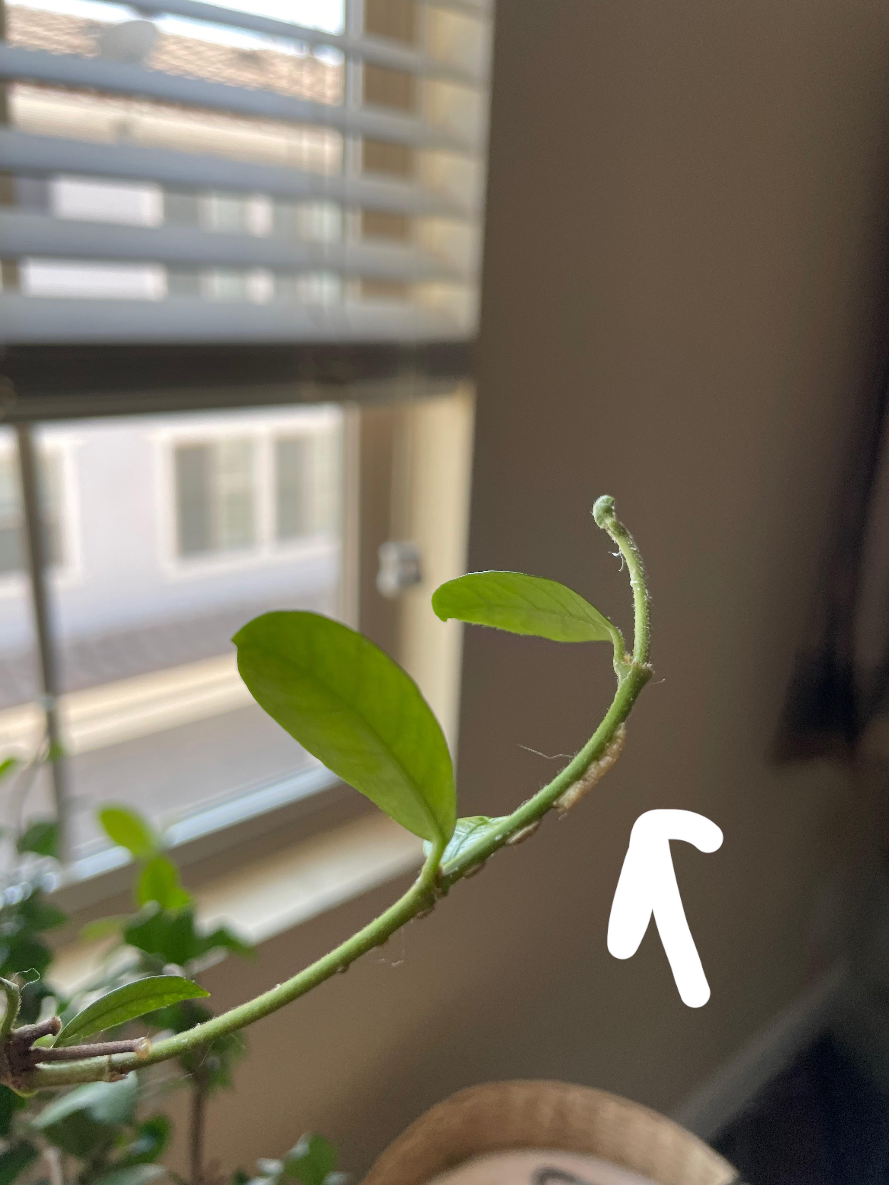 Is this scale? The white stuff is really hard. Found on my jasmin