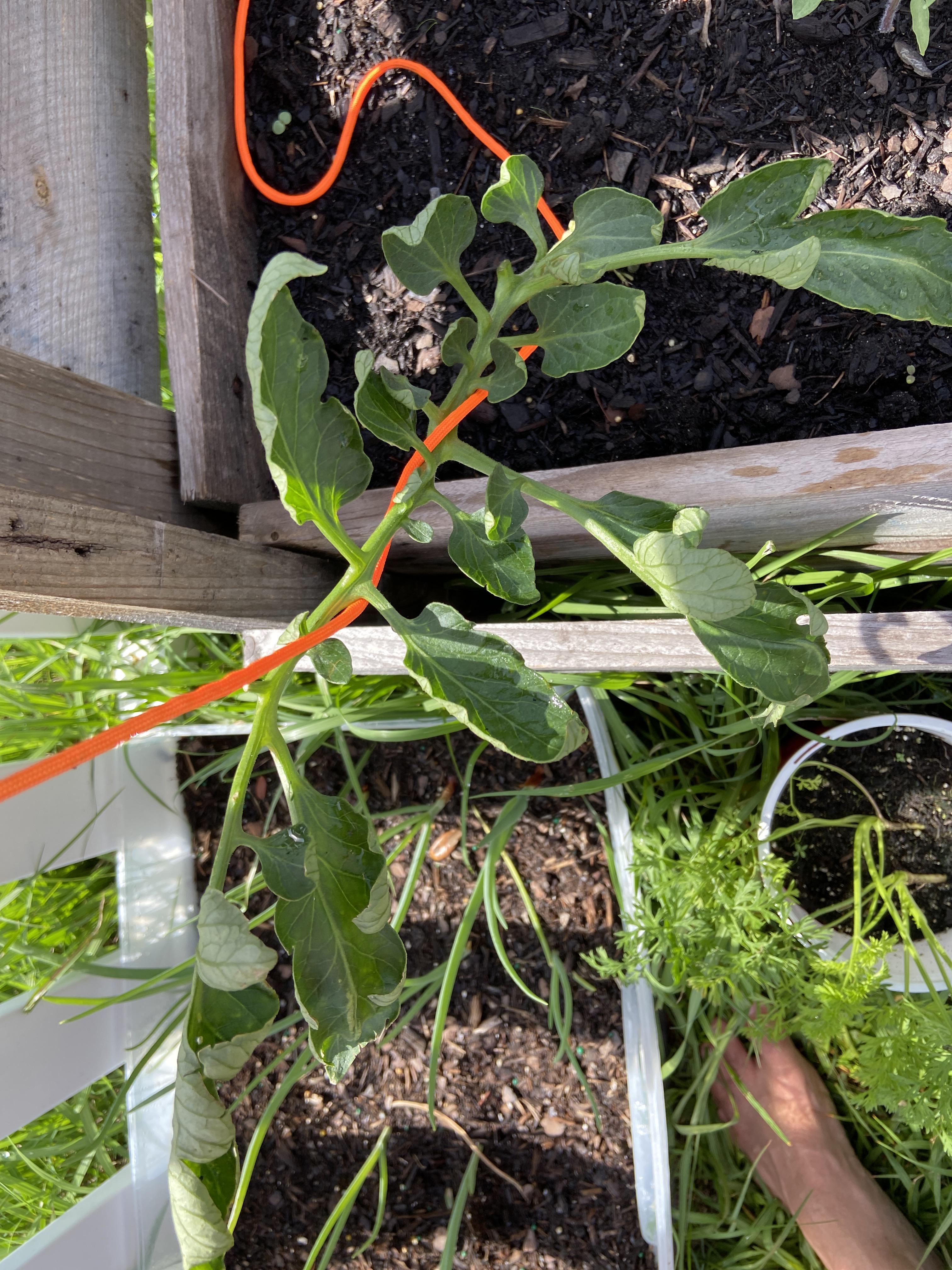 Hey guys, Any idea why this tomato plant is wilting? r/gardening