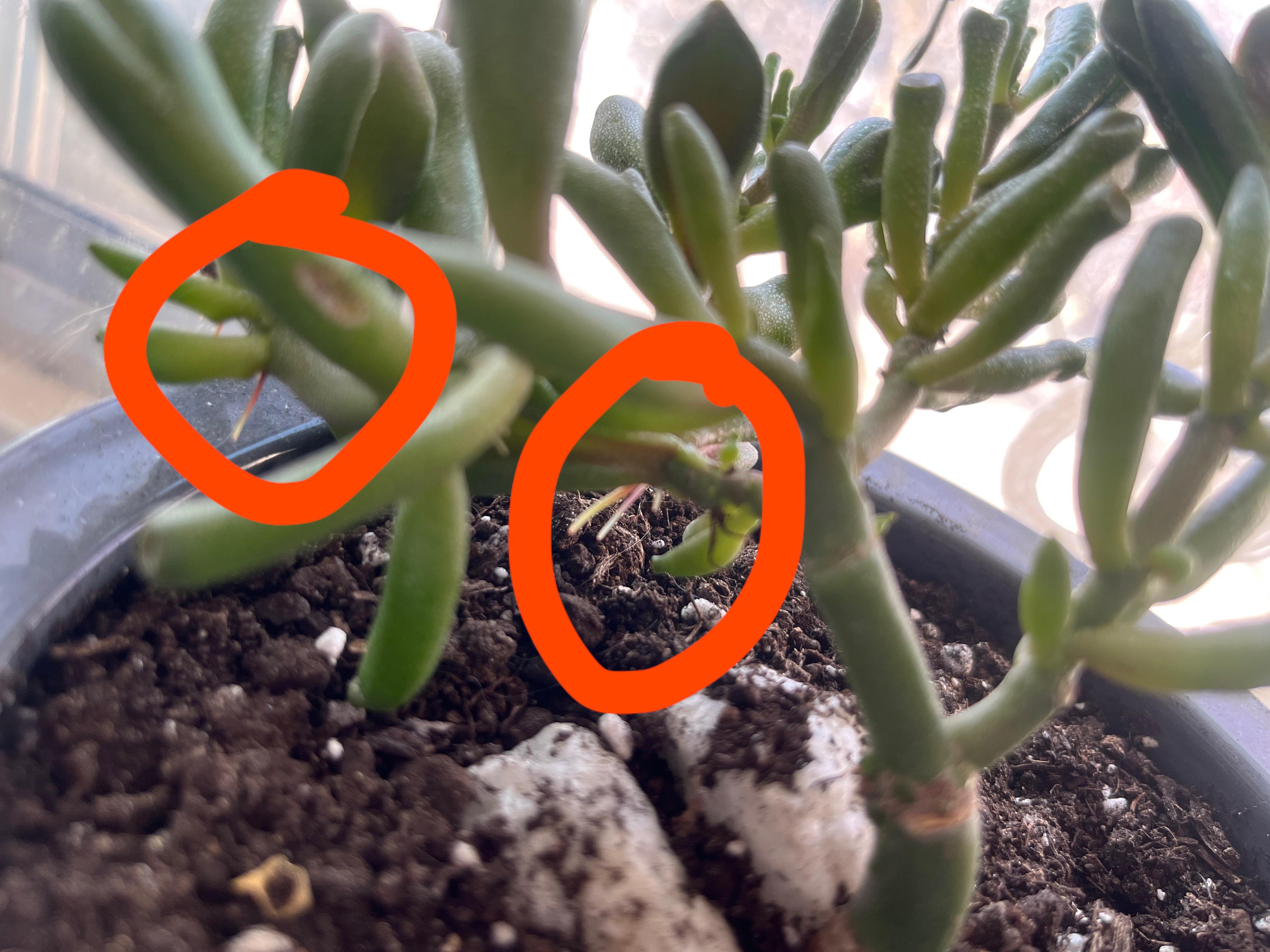 What is happening to my gollum jade? Are these roots and should I cut