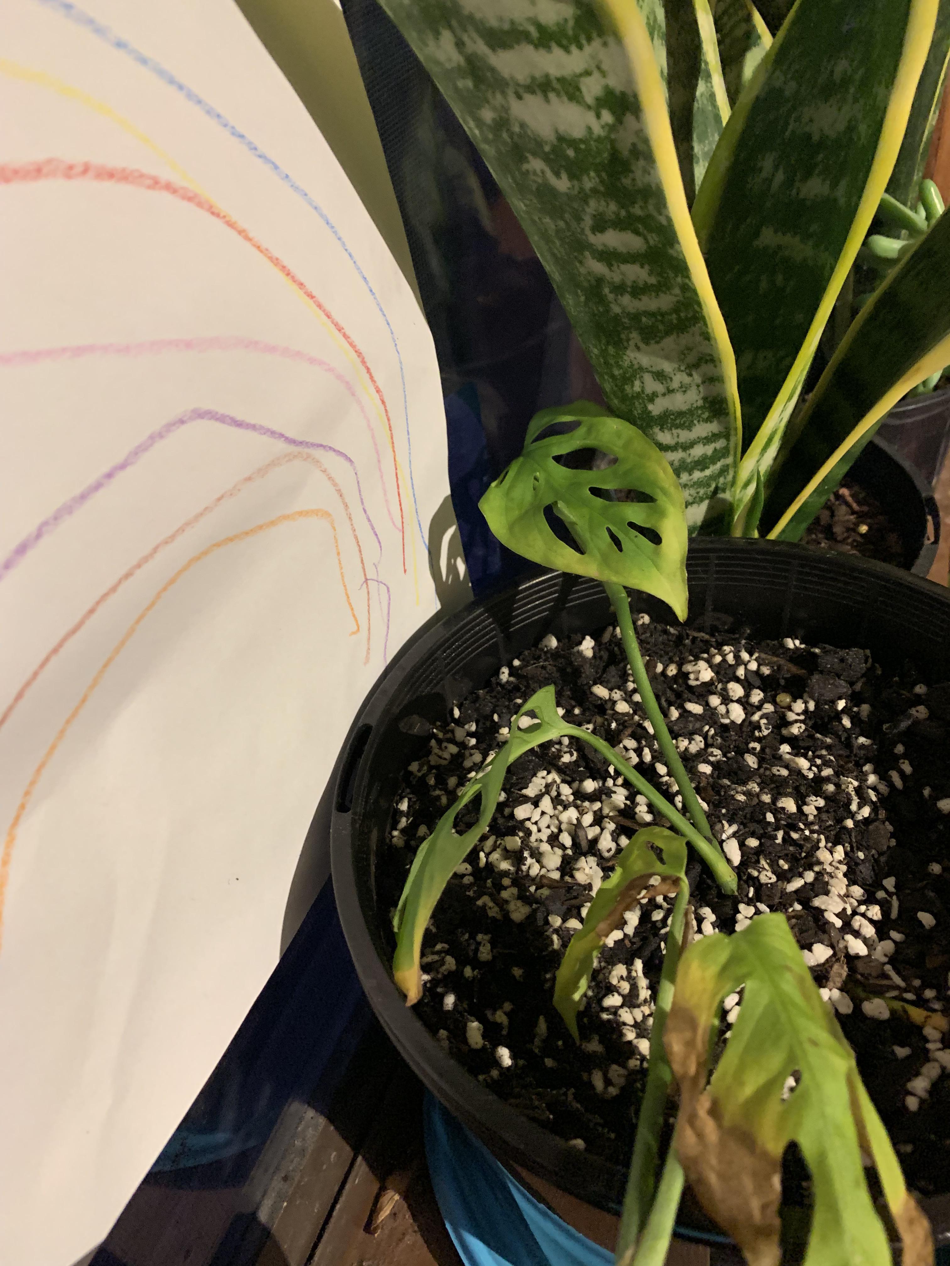 Monstera adansonii grown from a cutting rooted in water, repotted into