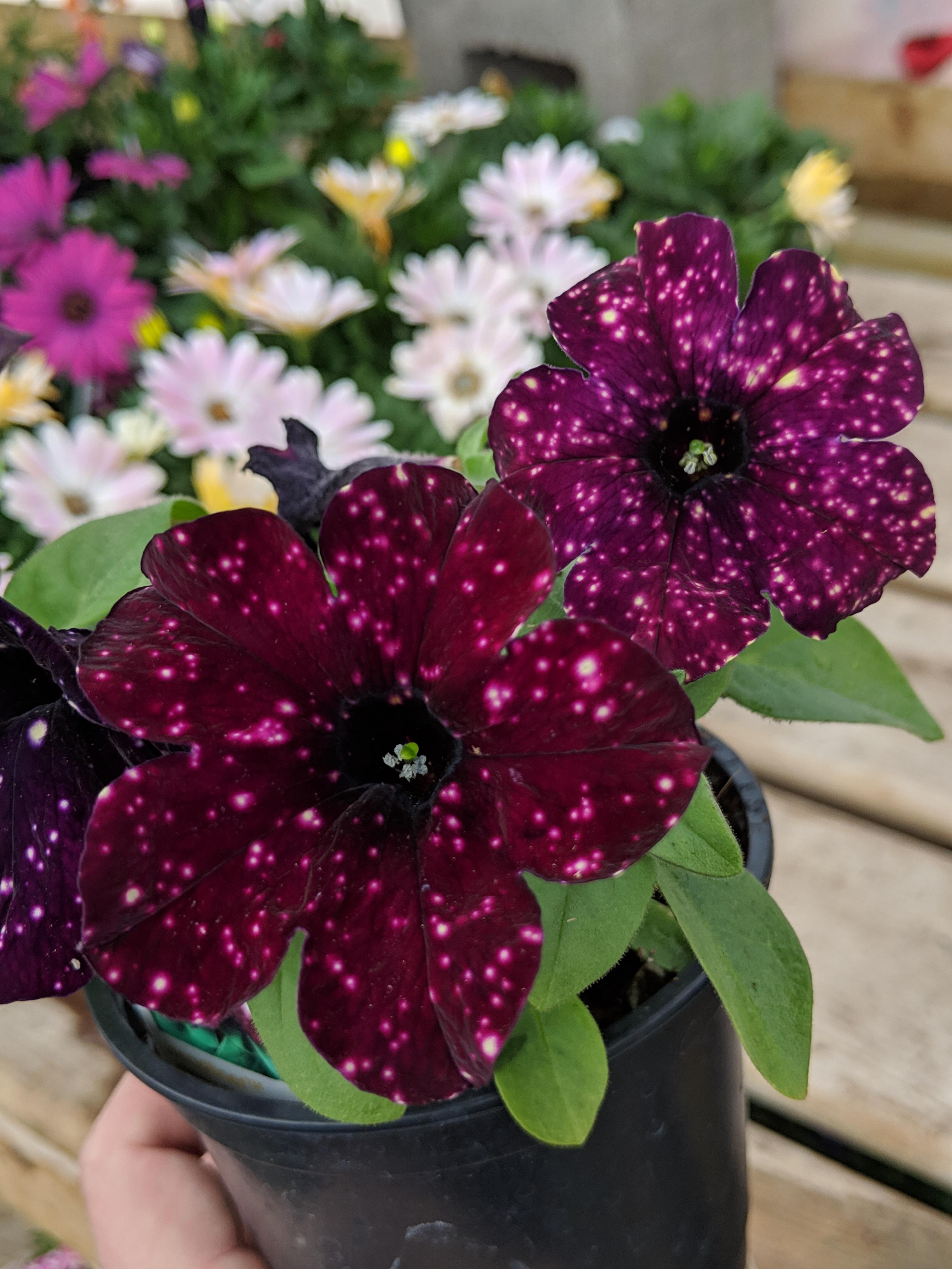 Starry Sky Burgundy Petunia gardening