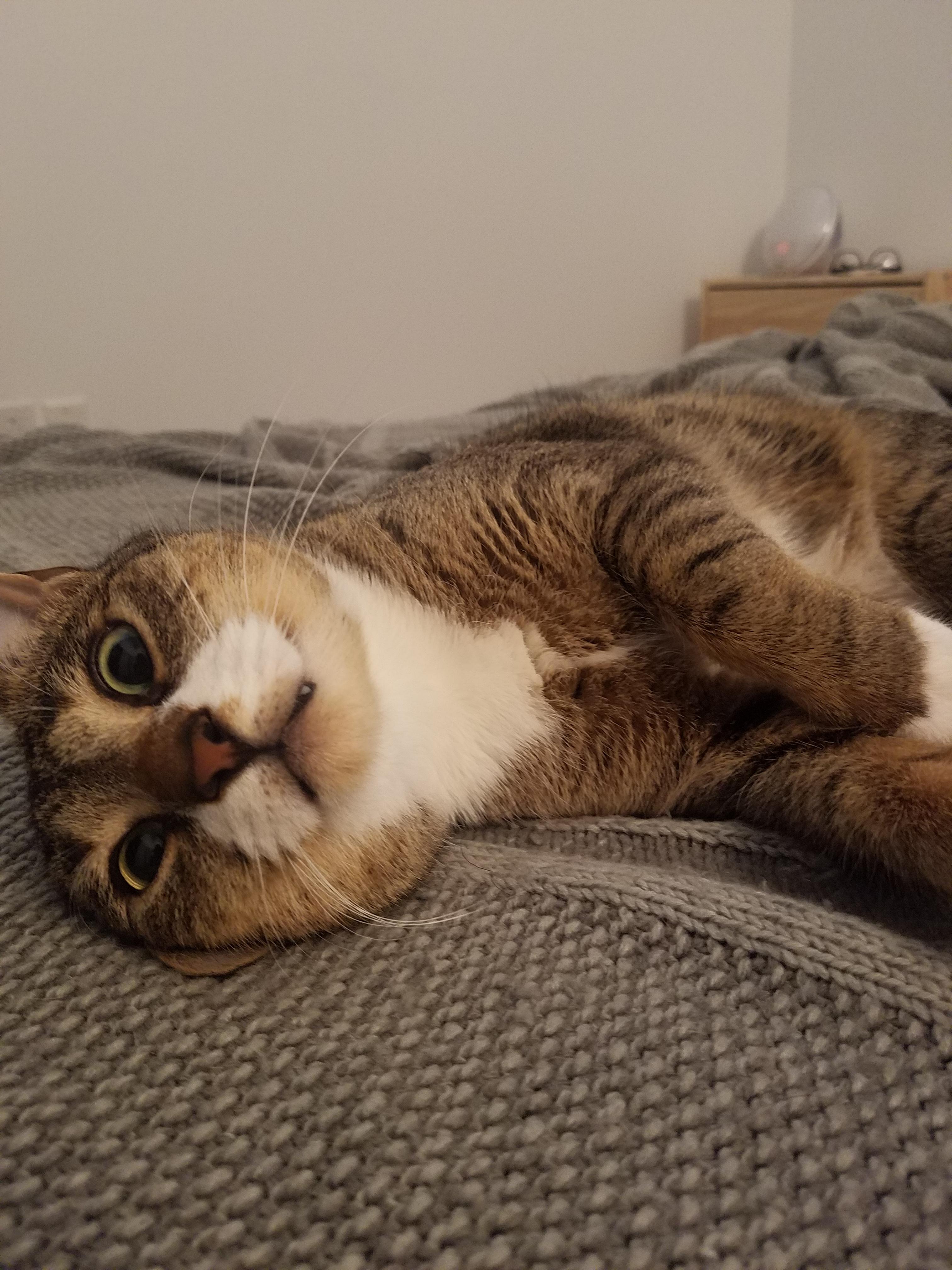 I think I have the dum(best) cat. Reddit, meet Admiral Nimitz. aww