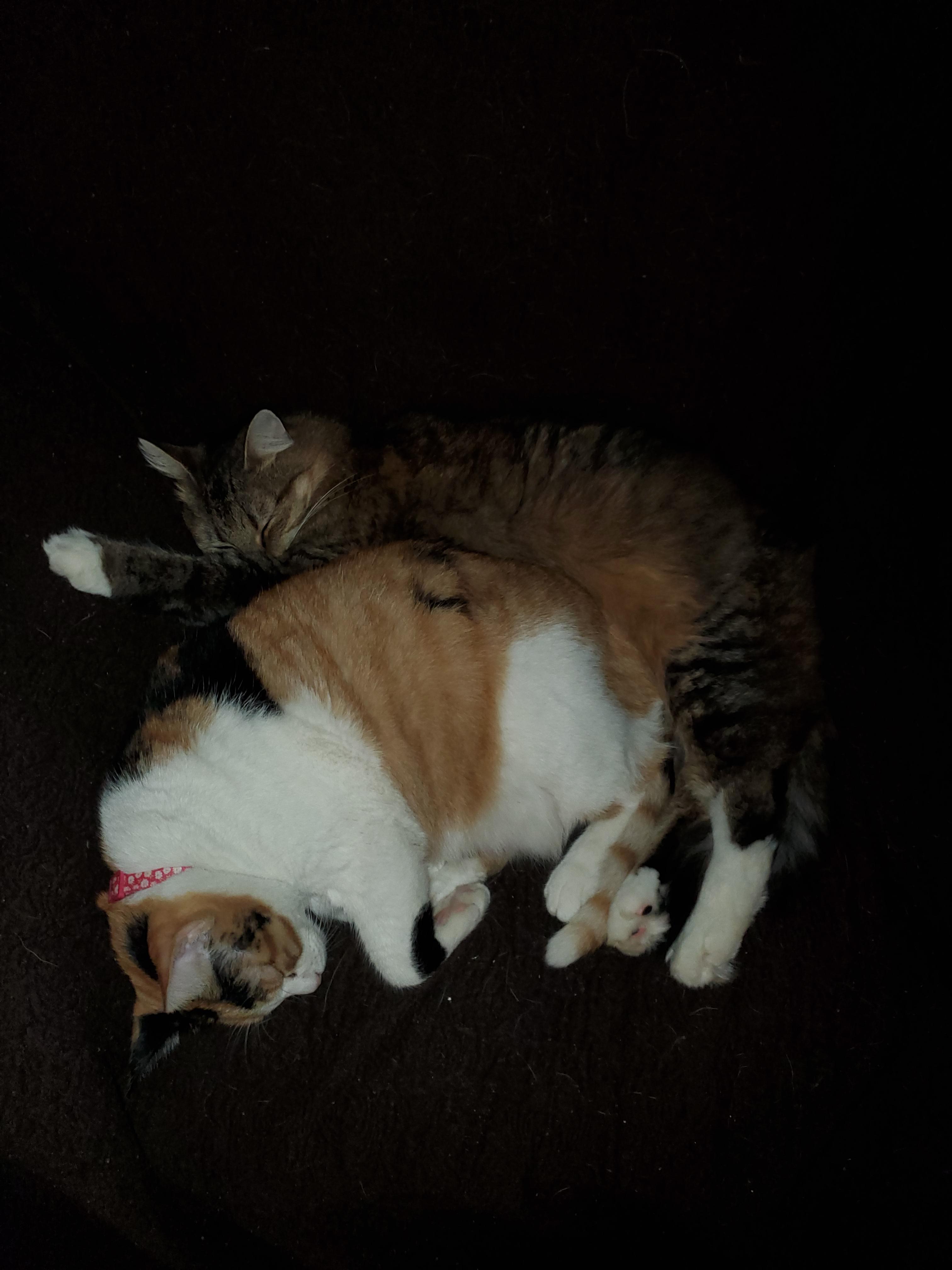 My cats spooning r/aww