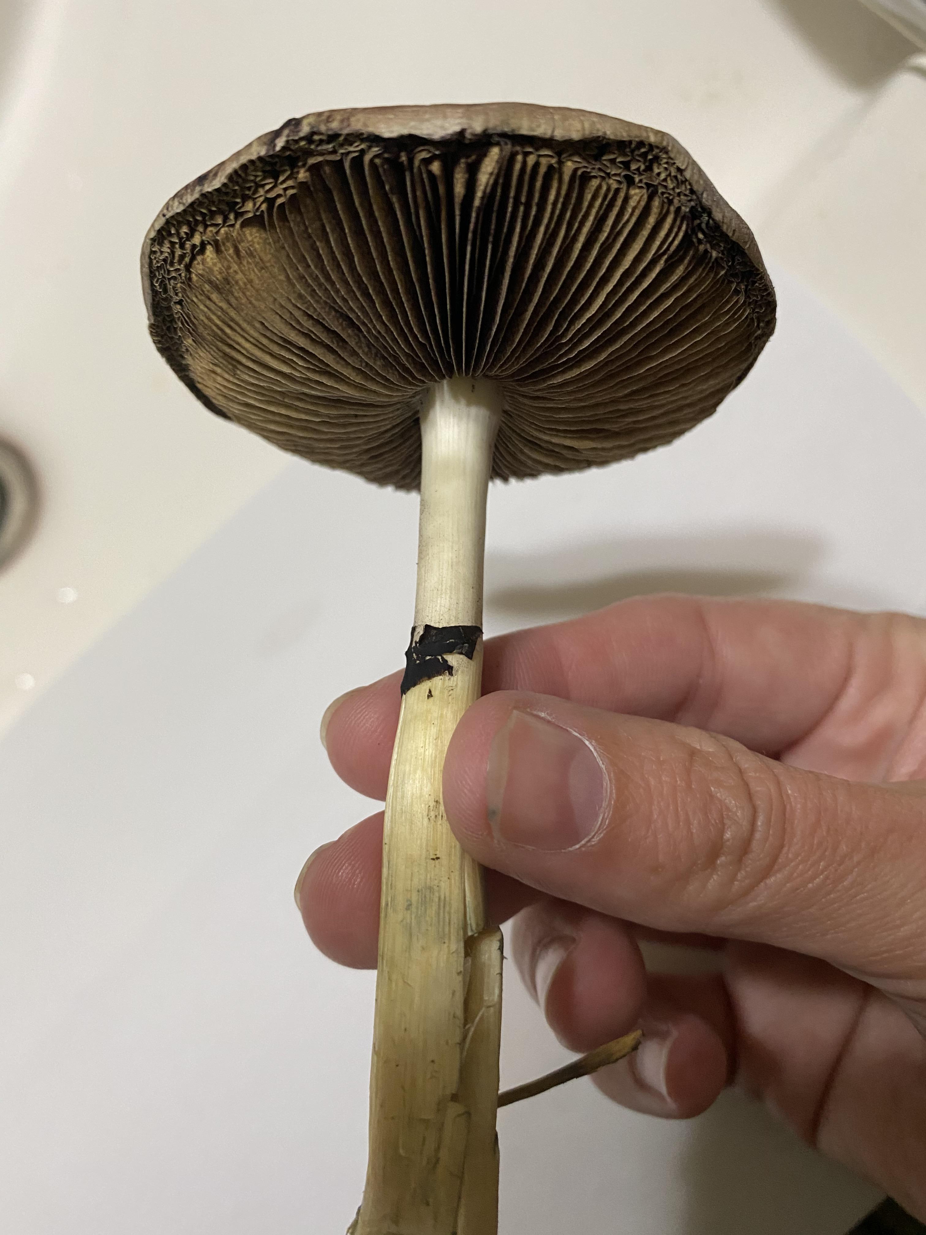 Found in a field in Alabama. Please help Id r/mushroom_hunting