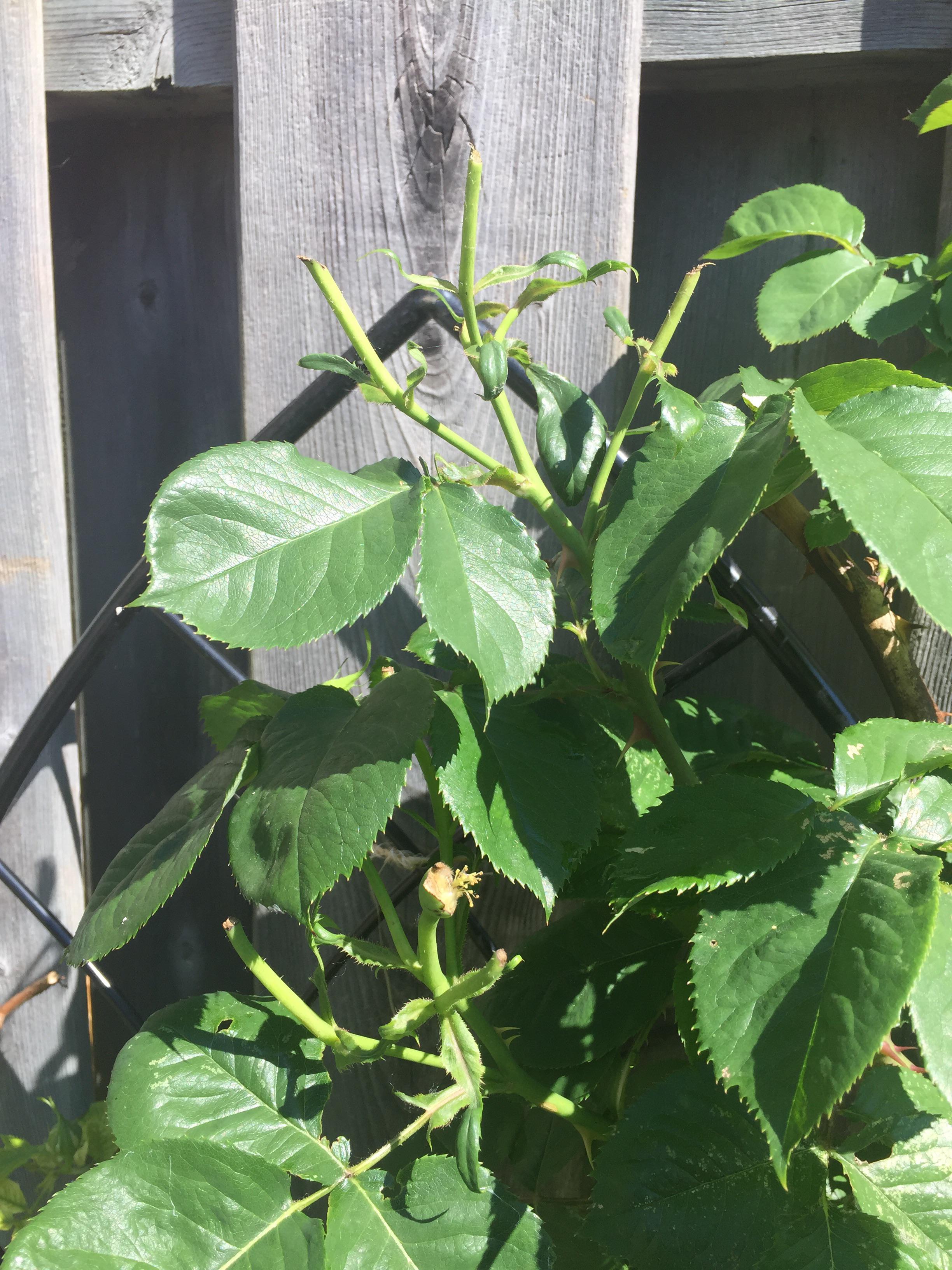 What is eating the buds off my roses??? r/gardening