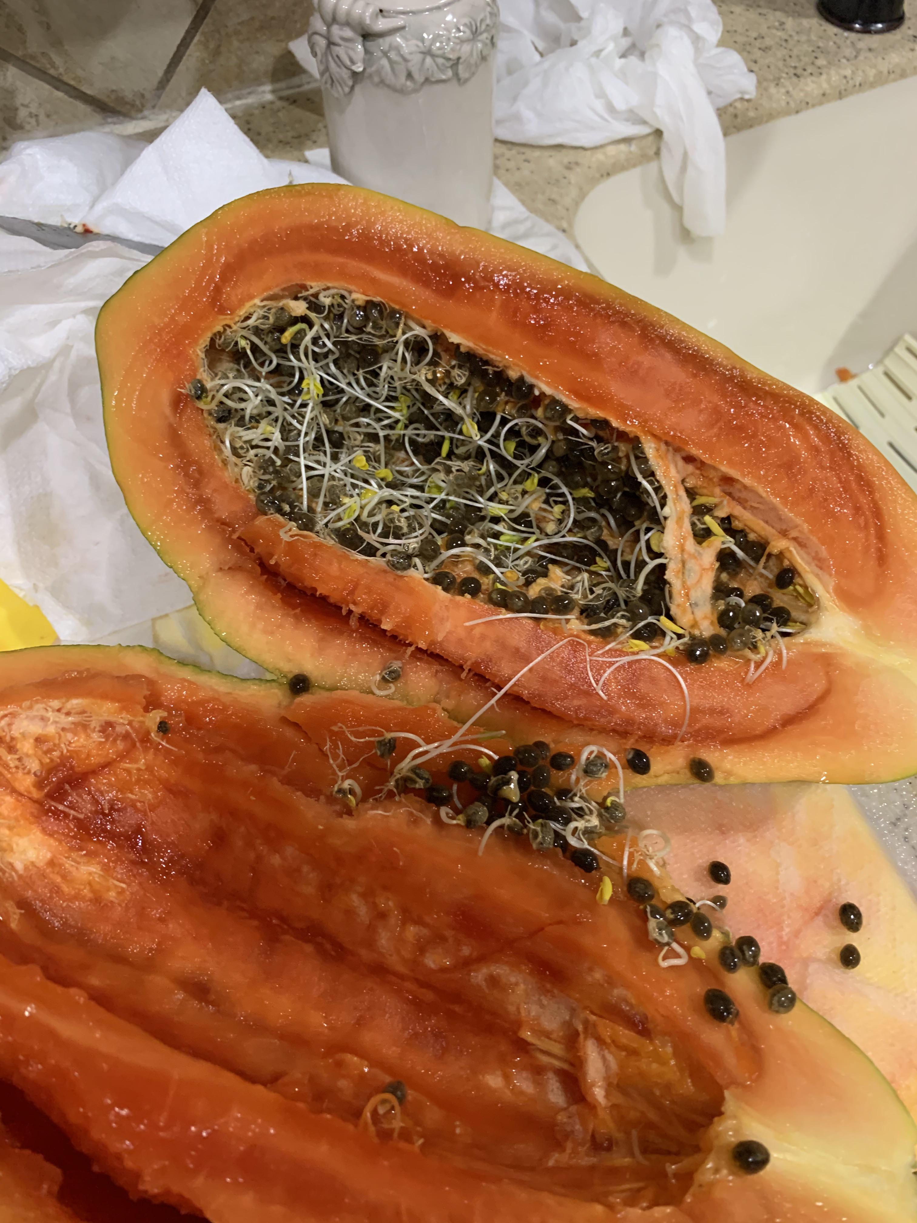 Papaya seeds sprouted while still inside the fruit r/mildlyinteresting