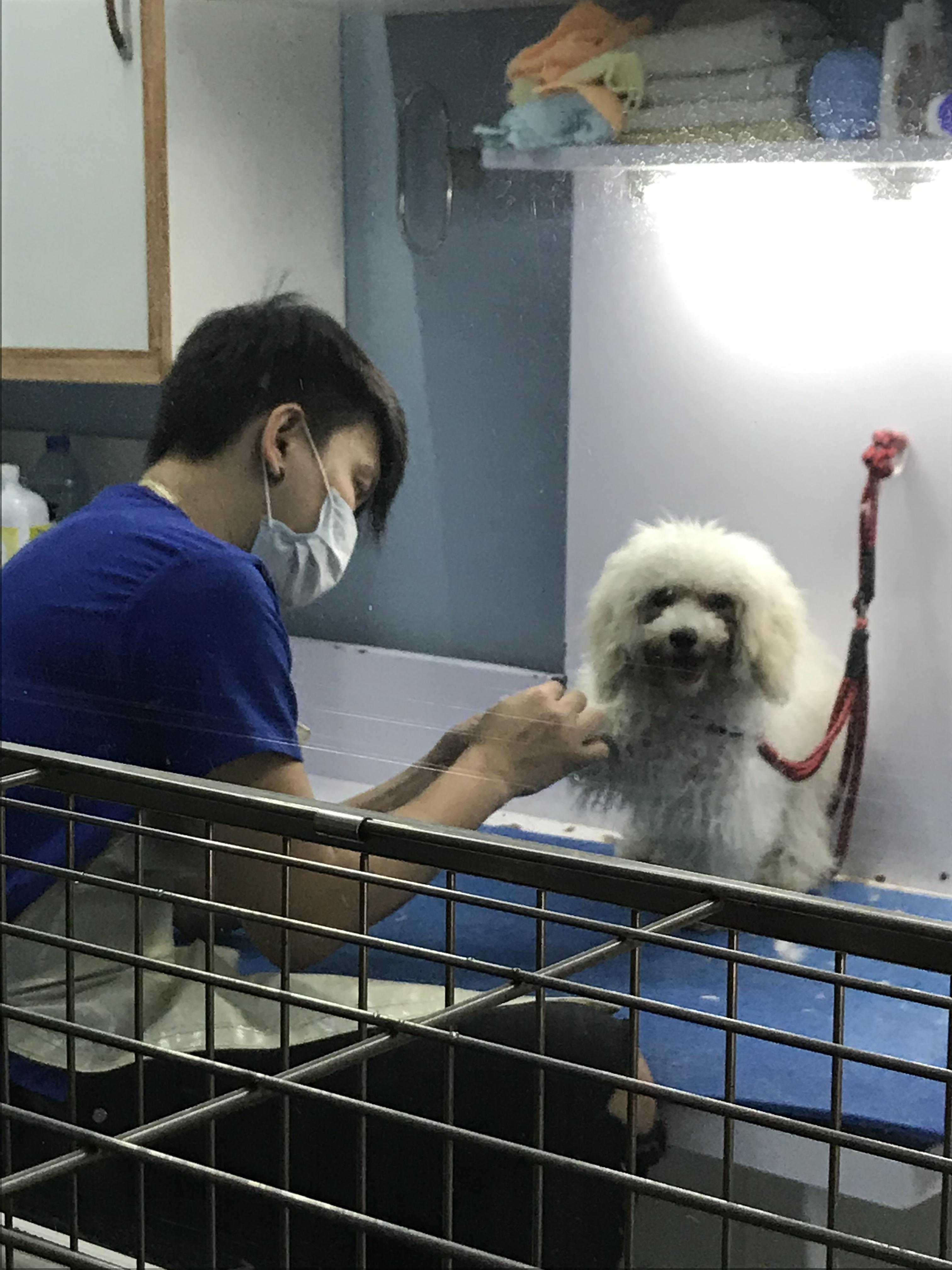 At what age can a puppy get a proper bichon cut? My pup is 6 months and