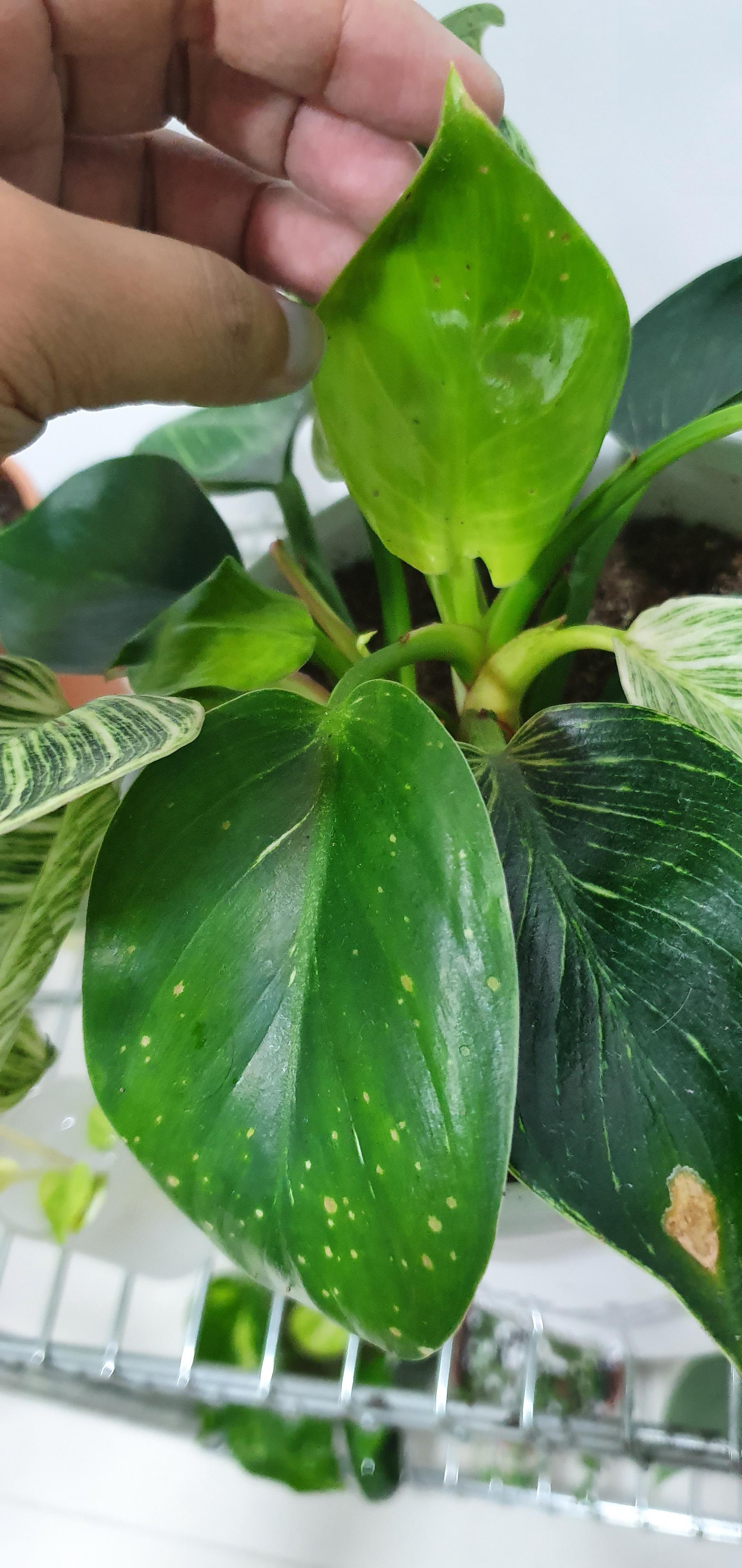 brown spots on my philodendron birkin. what's causing this? r/plantclinic