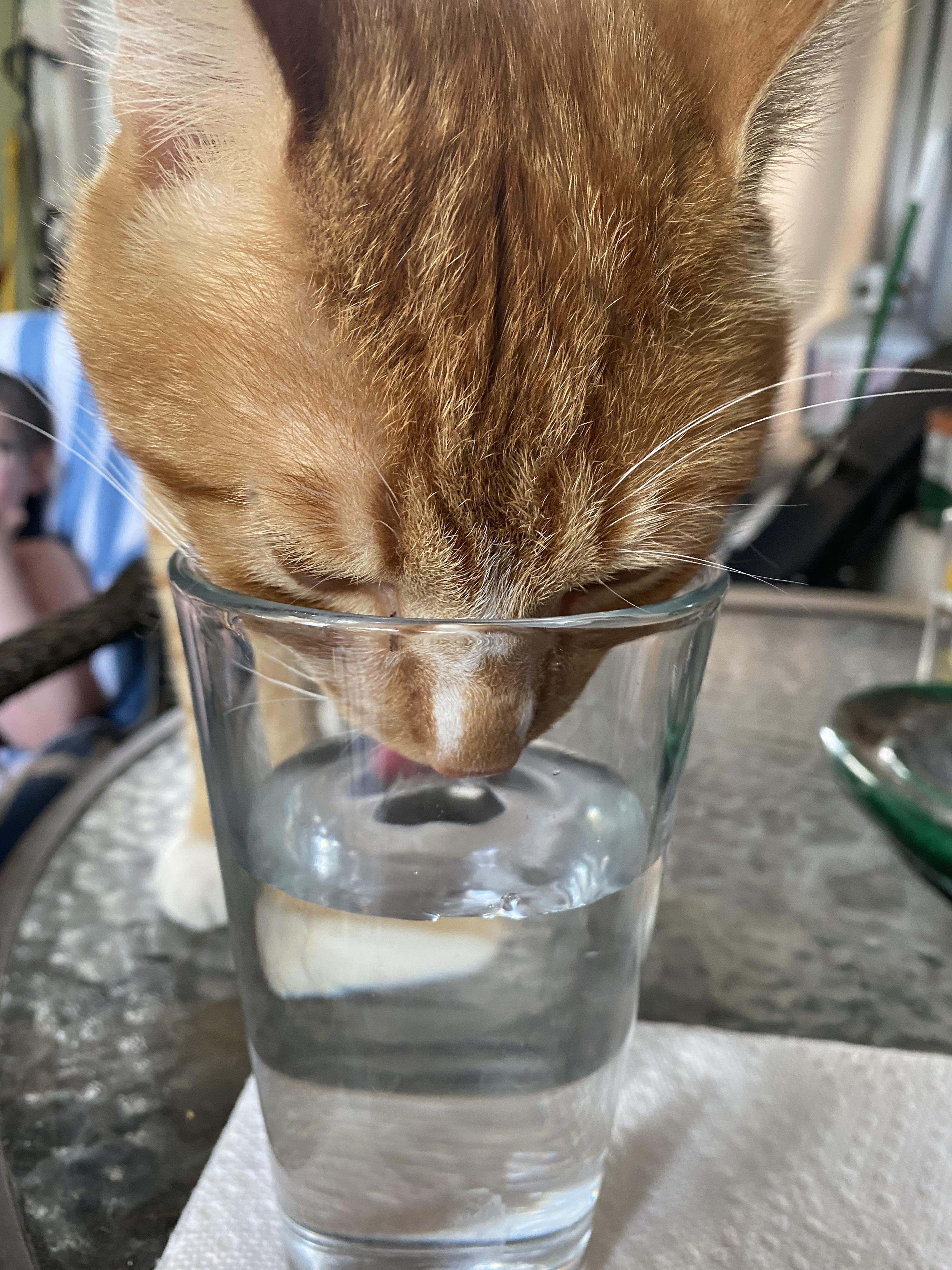 Why?! I give him water but the neighborhood cat has to drink my water. r/notmycat
