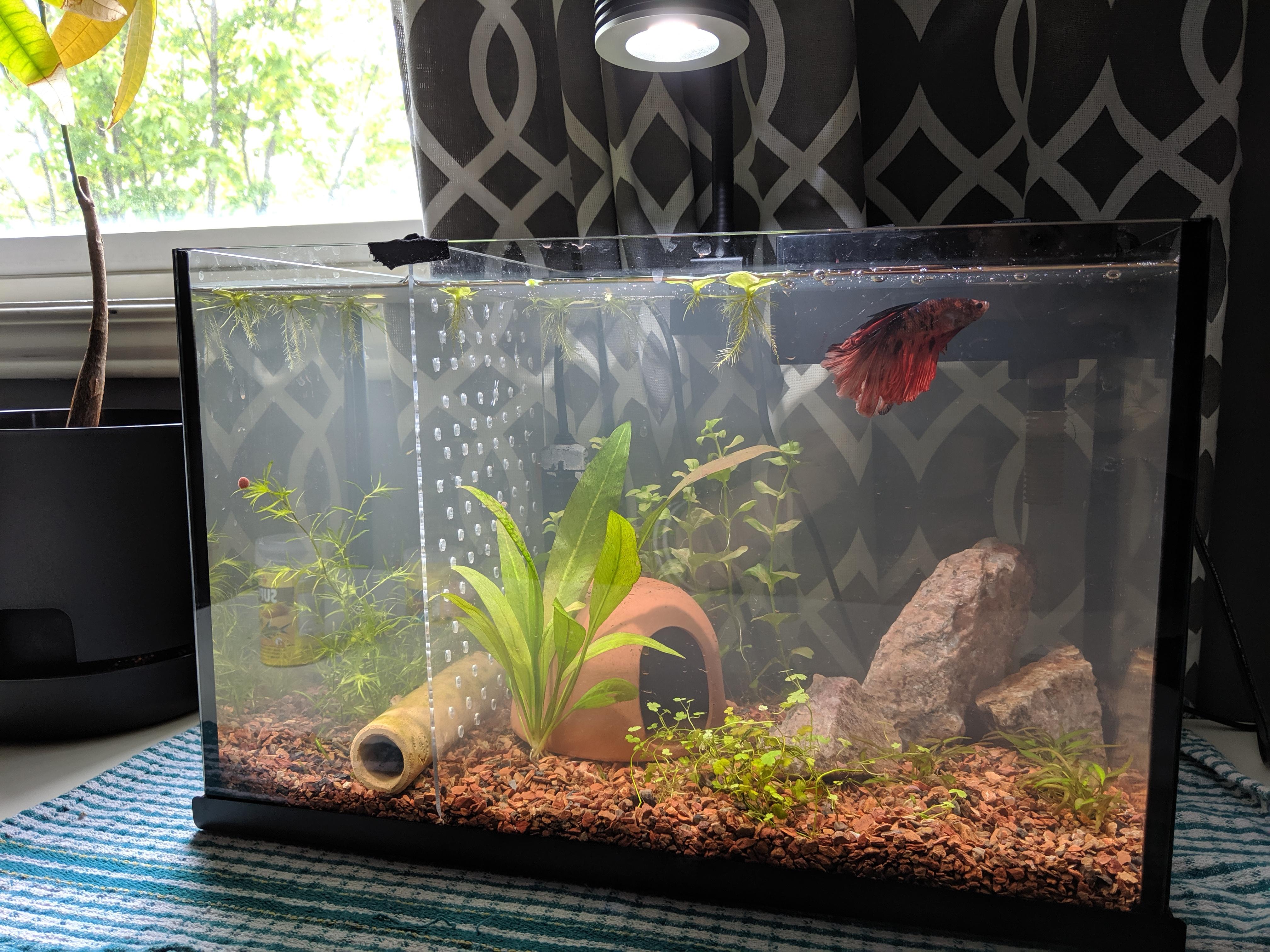 Humphrey And The Shrimp Got An Upgrade Diy Acrylic Divider
