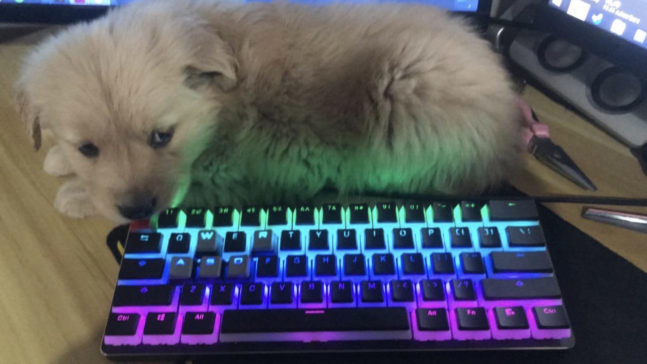 Puppy sized keyboard or keyboard sized puppy? r/MechanicalKeyboards