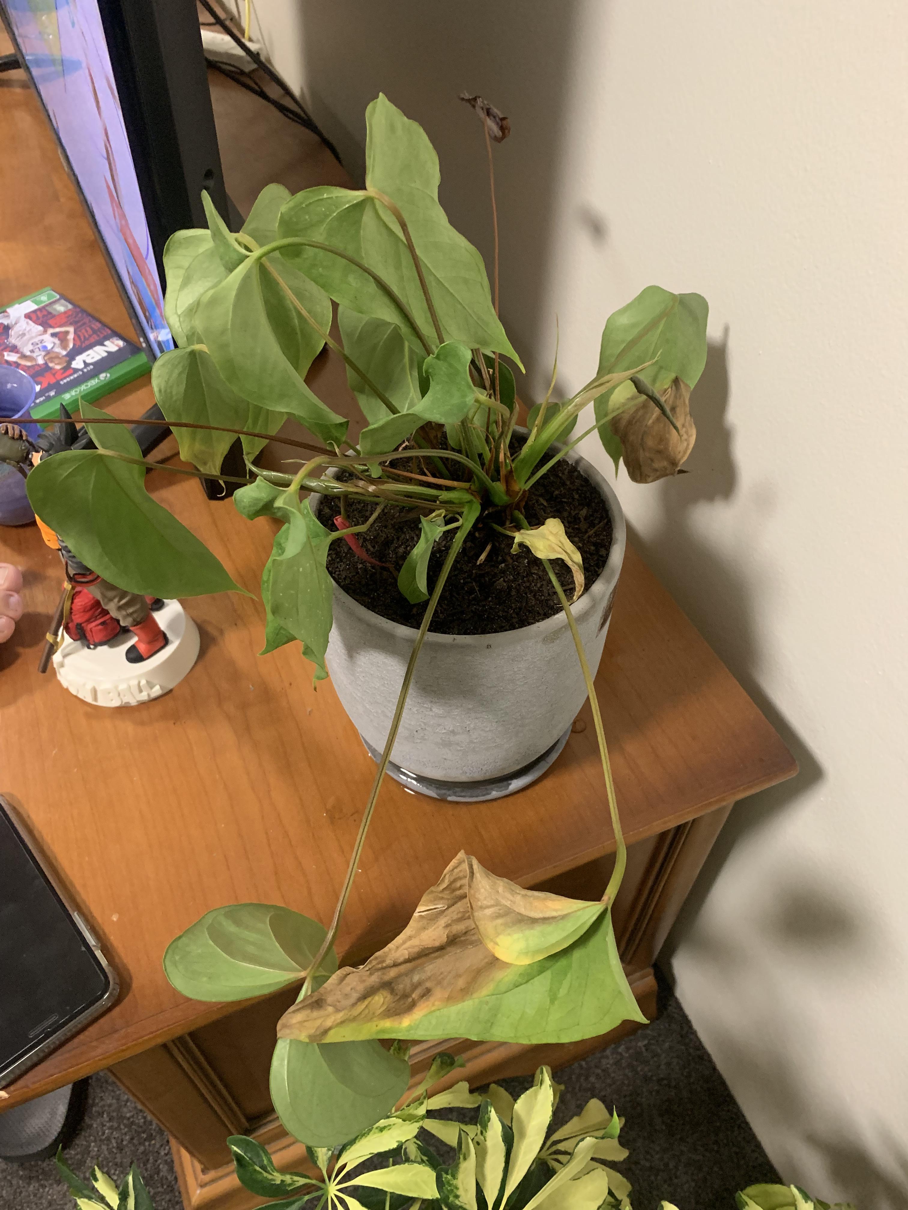 Could someone please tell me why this anthurium flamingo flower is